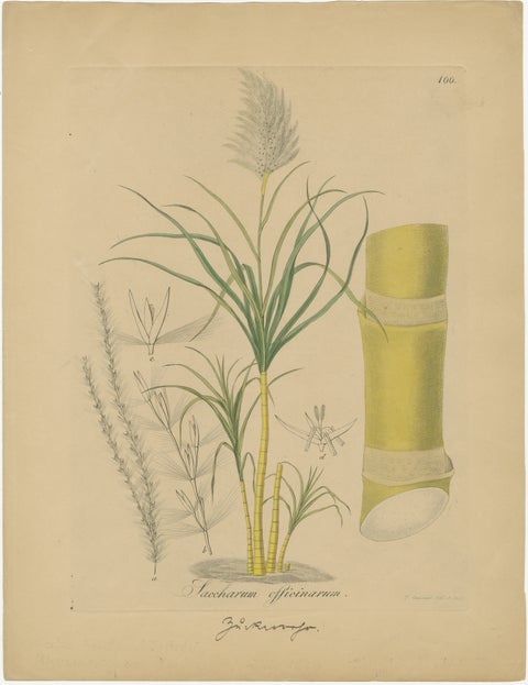 Antique Sugarcane Botanical Print, Saccharum officinarum, Hayne, ca.1820