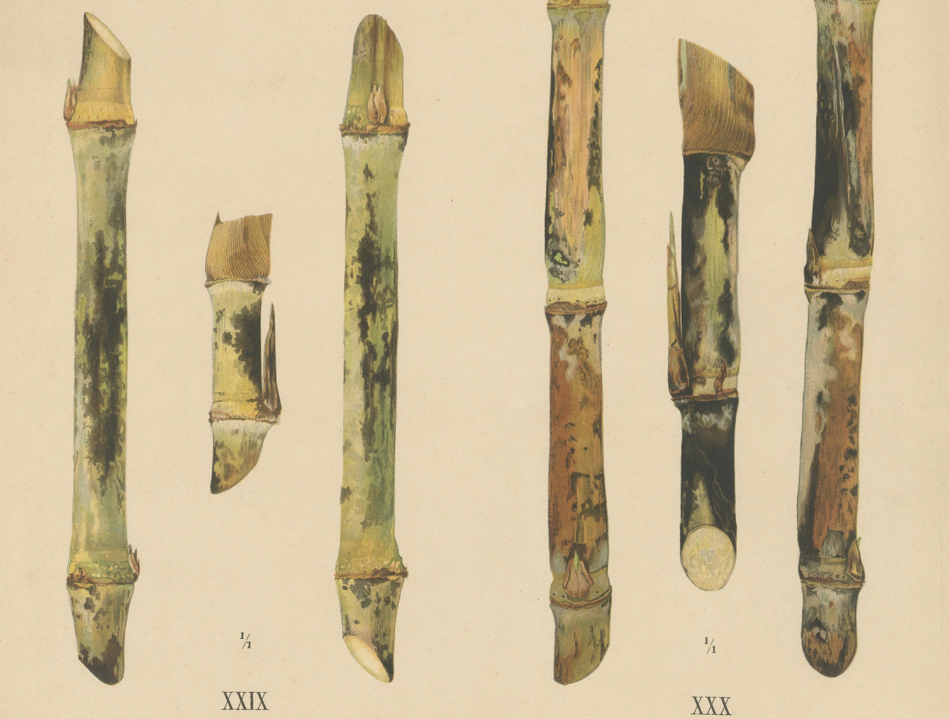 Antique Sugarcane Chromolithograph Pair, Teboe Tjio Hongkong & Saroer, 1892