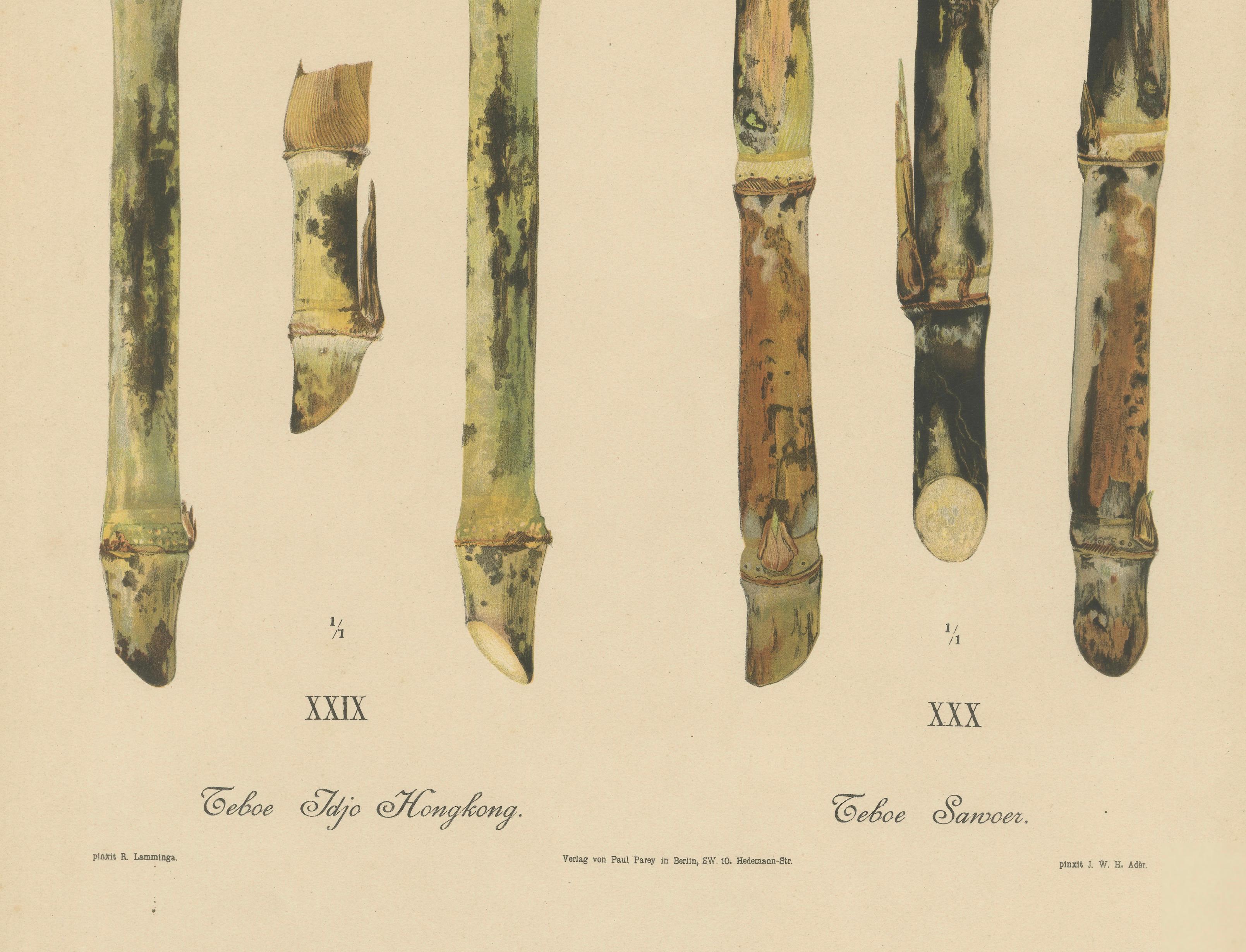 Antique Sugarcane Chromolithograph Pair, Teboe Tjio Hongkong & Saroer, 1892