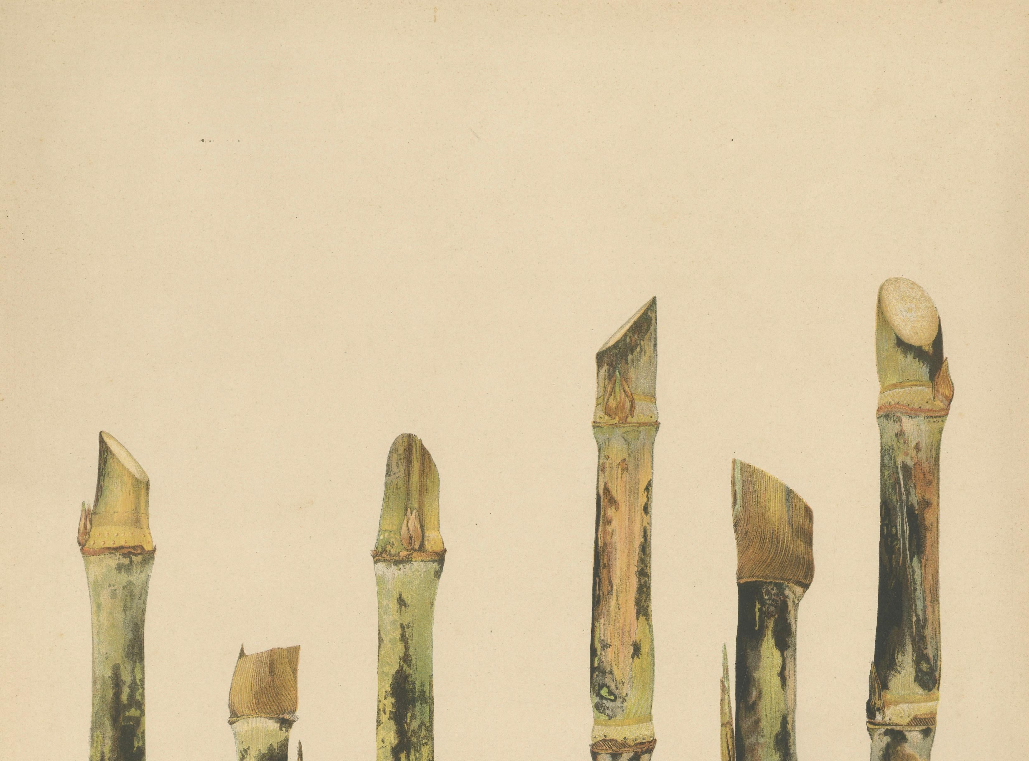 Antique Sugarcane Chromolithograph Pair, Teboe Tjio Hongkong & Saroer, 1892