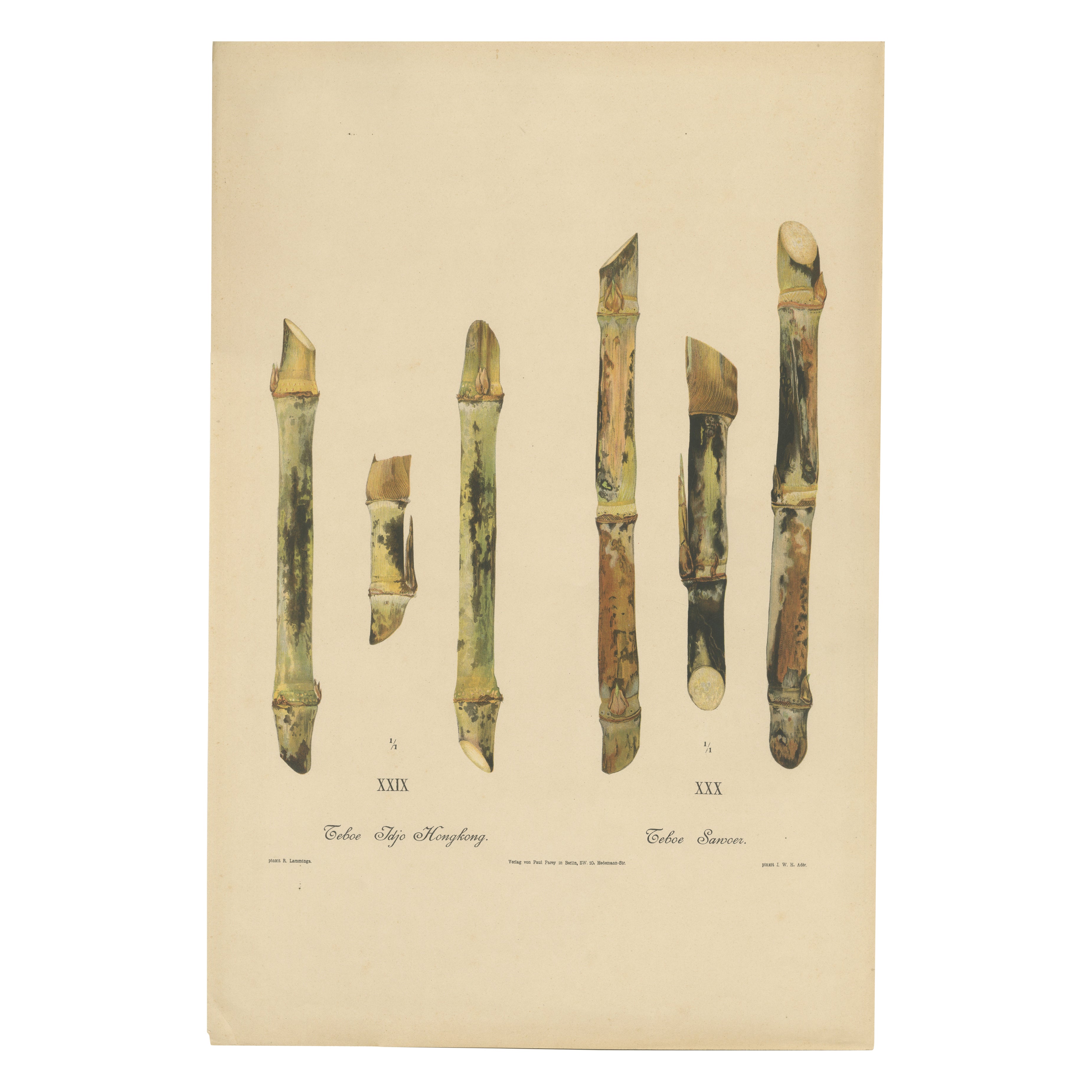 Antique Sugarcane Chromolithograph Pair, Teboe Tjio Hongkong 
Saroer, 1892 For Sale