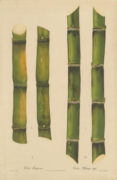 Antique Sugarcane Chromolithograph, Teboe Ardjoeno and Teboe Mangis idjo, 1892