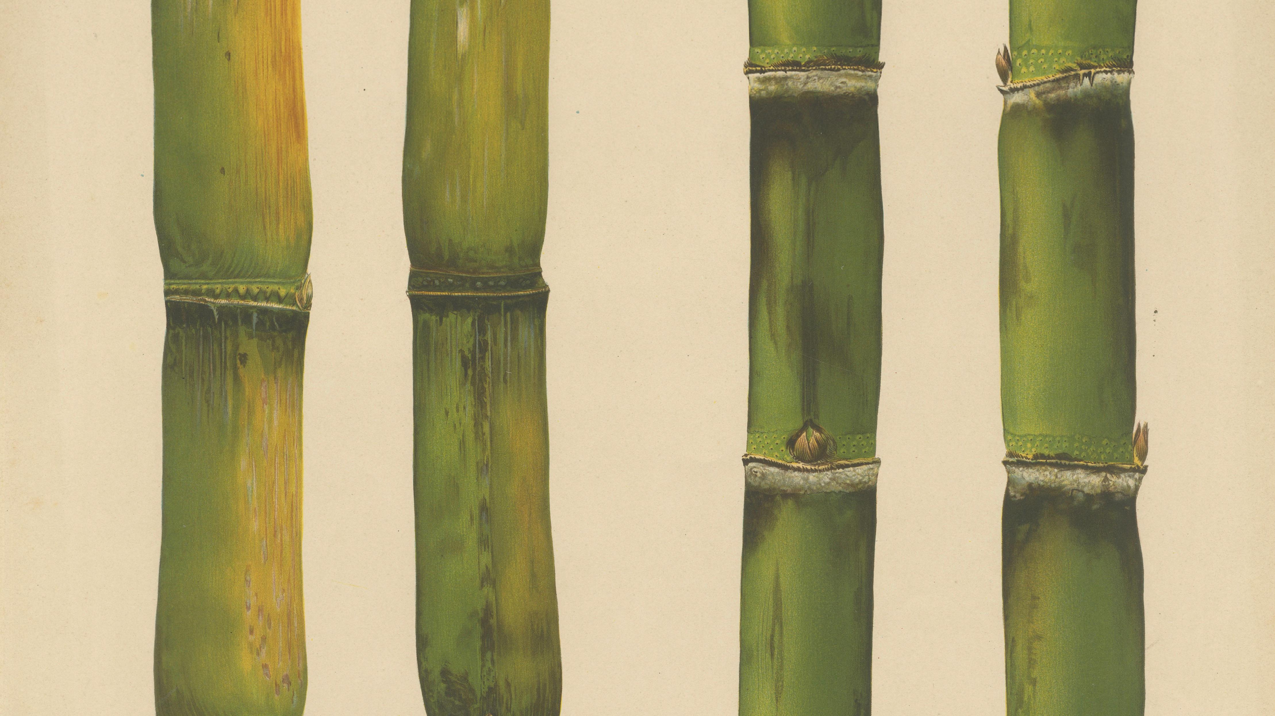 Antique Sugarcane Chromolithograph, Teboe Ardjoeno and Teboe Mangis idjo, 1892