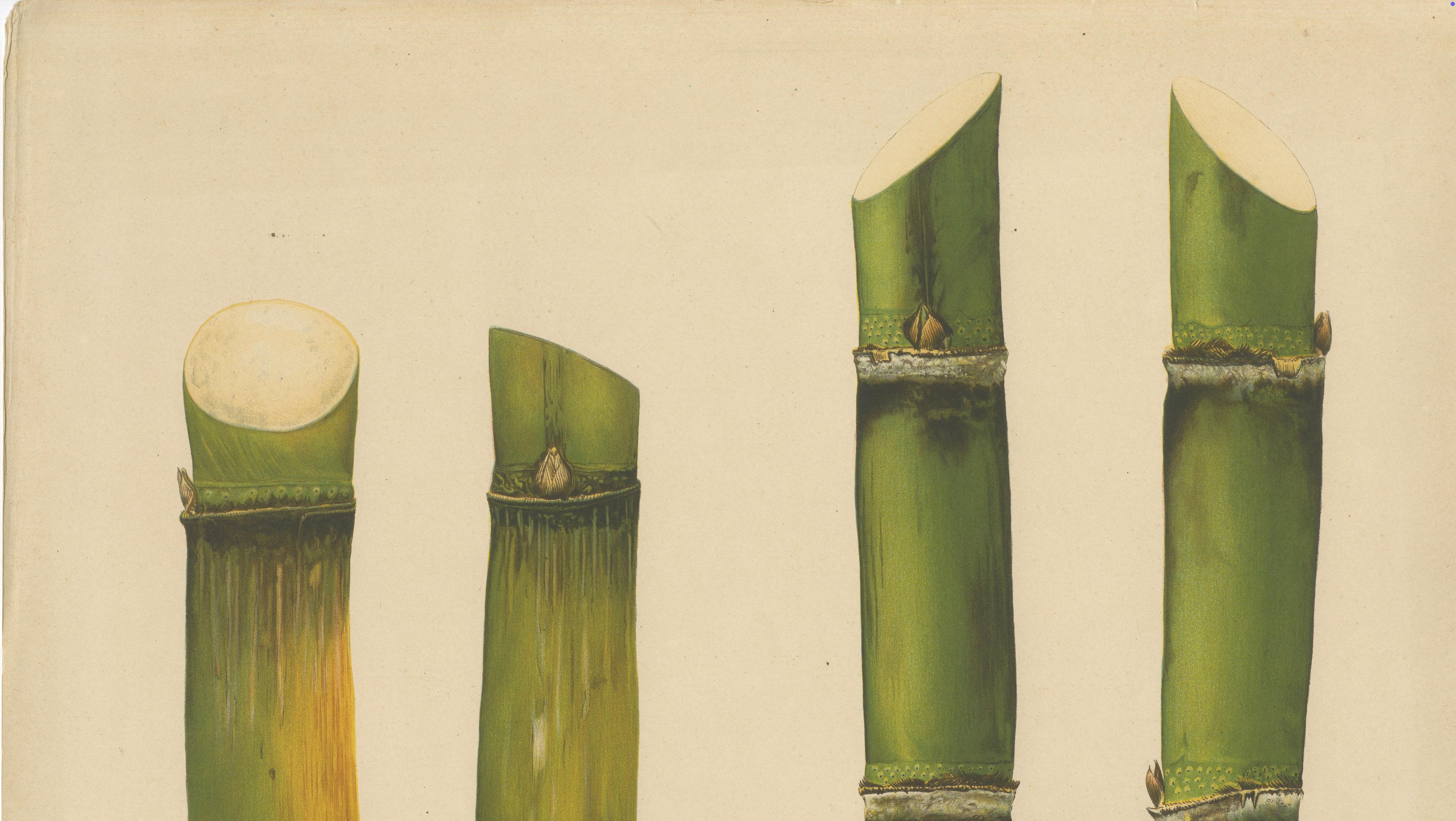 Antique Sugarcane Chromolithograph, Teboe Ardjoeno and Teboe Mangis idjo, 1892