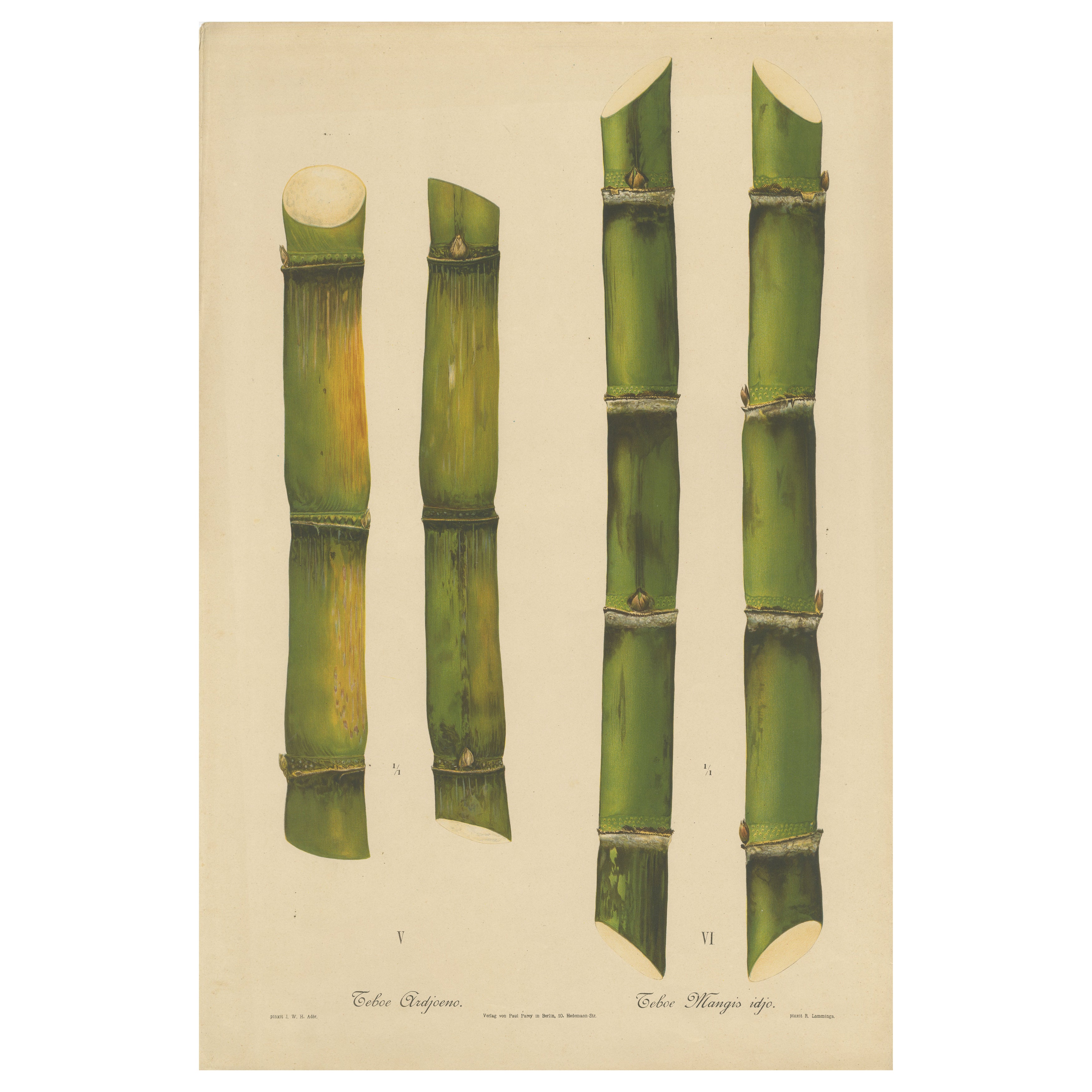 Antique Sugarcane Chromolithograph, Teboe Ardjoeno and Teboe Mangis idjo, 1892