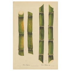 Antique Sugarcane Chromolithograph, Teboe Ardjoeno and Teboe Mangis idjo, 1892