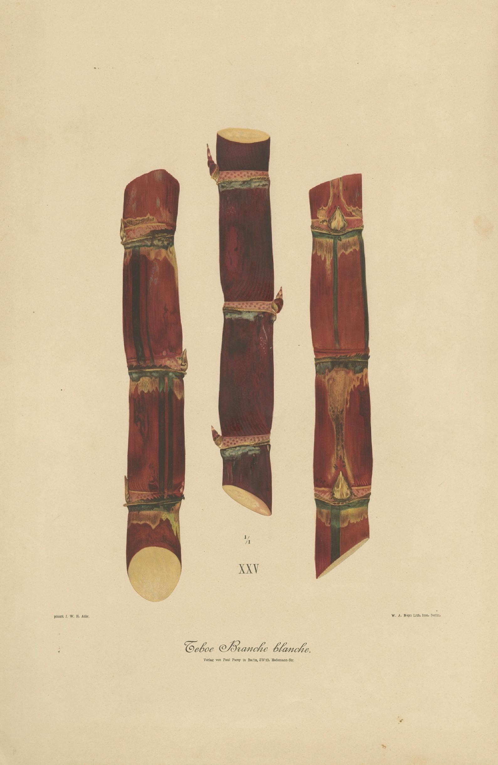 Antique Sugarcane Chromolithograph, Teboe Branche blanche, Java 1892