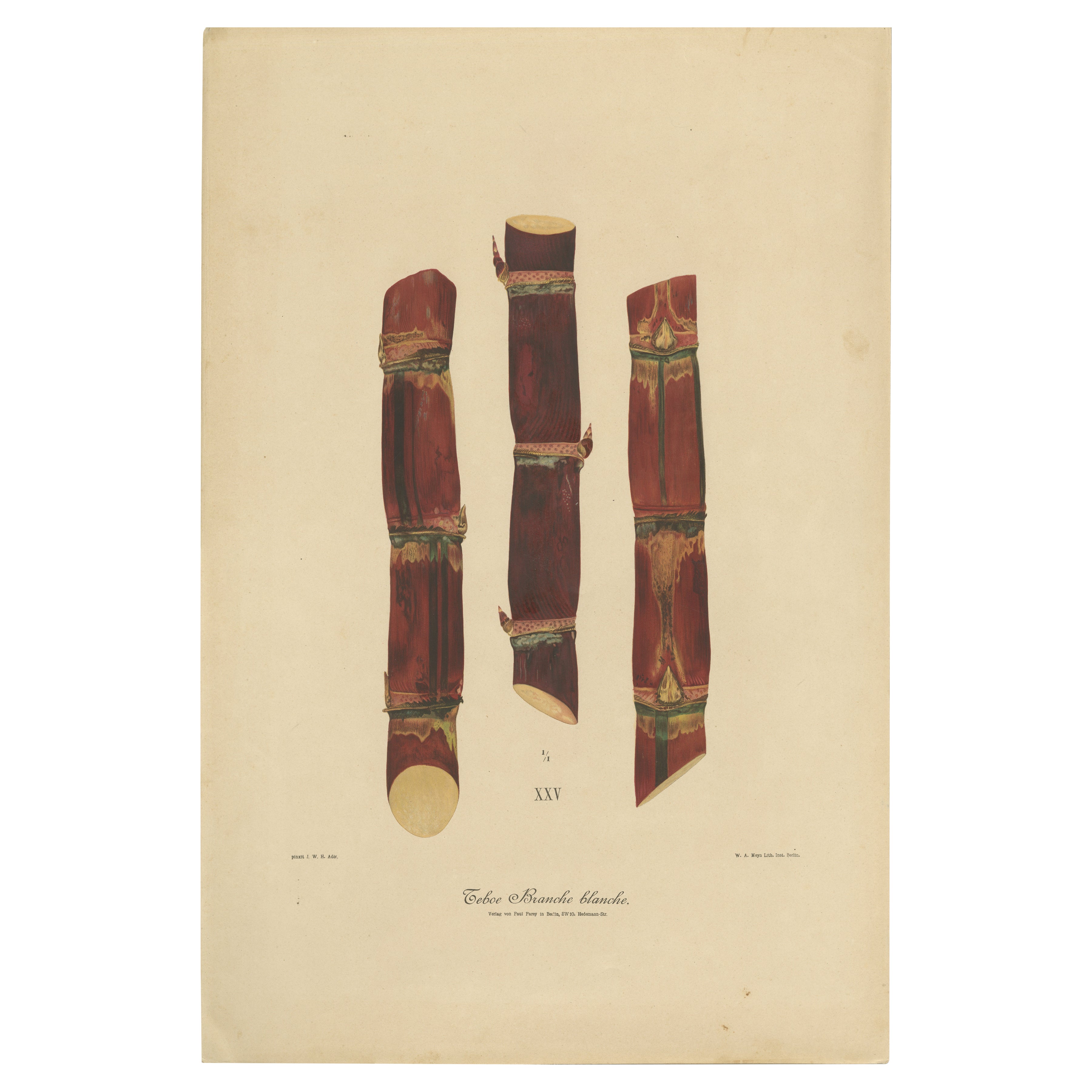 Antique Sugarcane Chromolithograph, Teboe Branche blanche, Java 1892