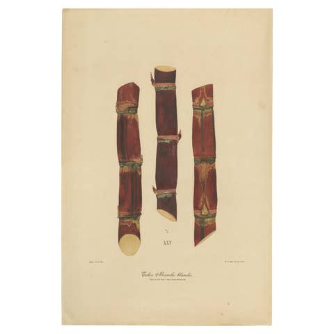 Antique Sugarcane Chromolithograph, Teboe Branche blanche, Java 1892