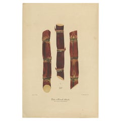 Antica cromolitografia di canna da zucchero, Teboe Branche blanche, Java 1892