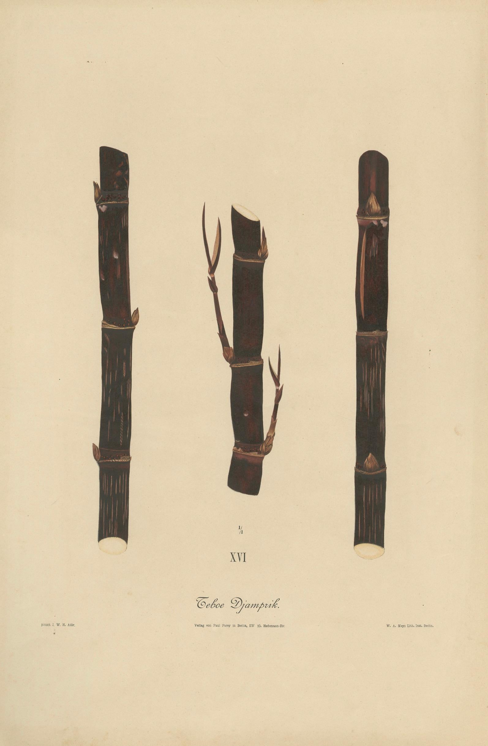 Antique Sugarcane Chromolithograph, Teboe Djampirik, Java 1892