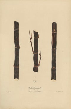 Antique Sugarcane Chromolithograph, Teboe Djampirik, Java 1892
