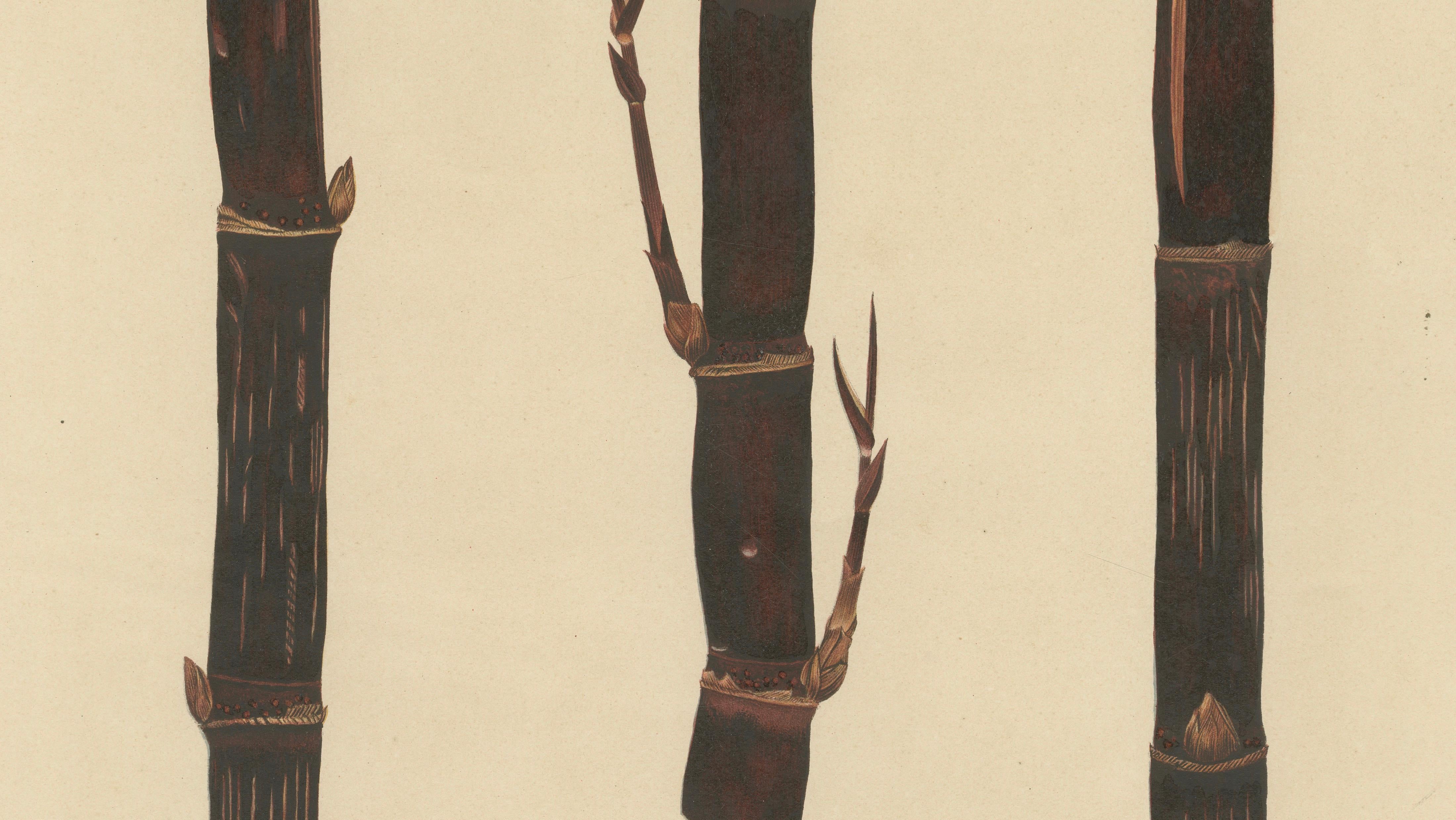 Antique Sugarcane Chromolithograph, Teboe Djampirik, Java 1892
