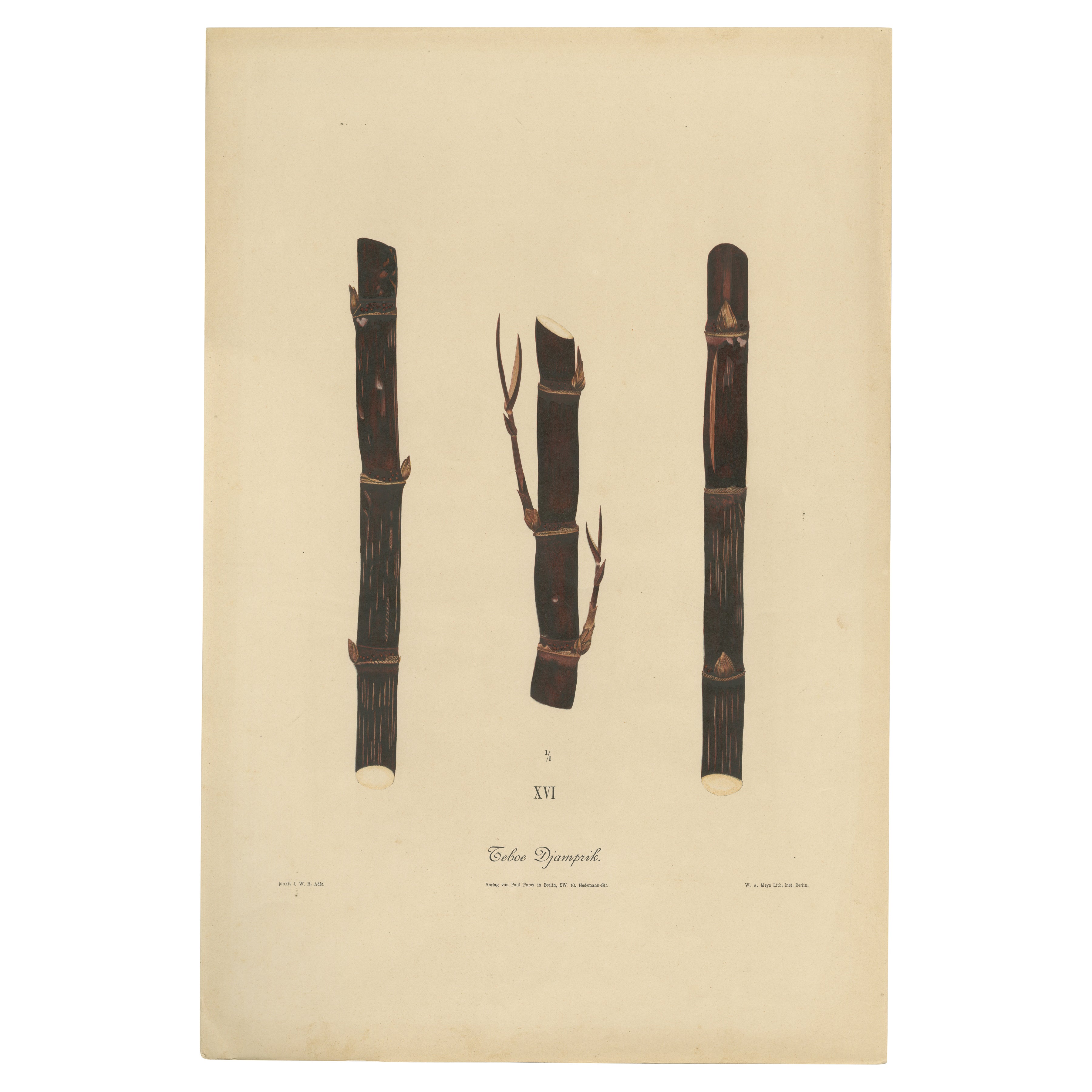 Antique Sugarcane Chromolithograph, Teboe Djampirik, Java 1892
