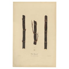 Antique Sugarcane Chromolithograph, Teboe Djampirik, Java 1892
