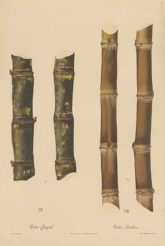 Antique Sugarcane Chromolithograph, Teboe Gadjah and Teboe Boethers, 1892