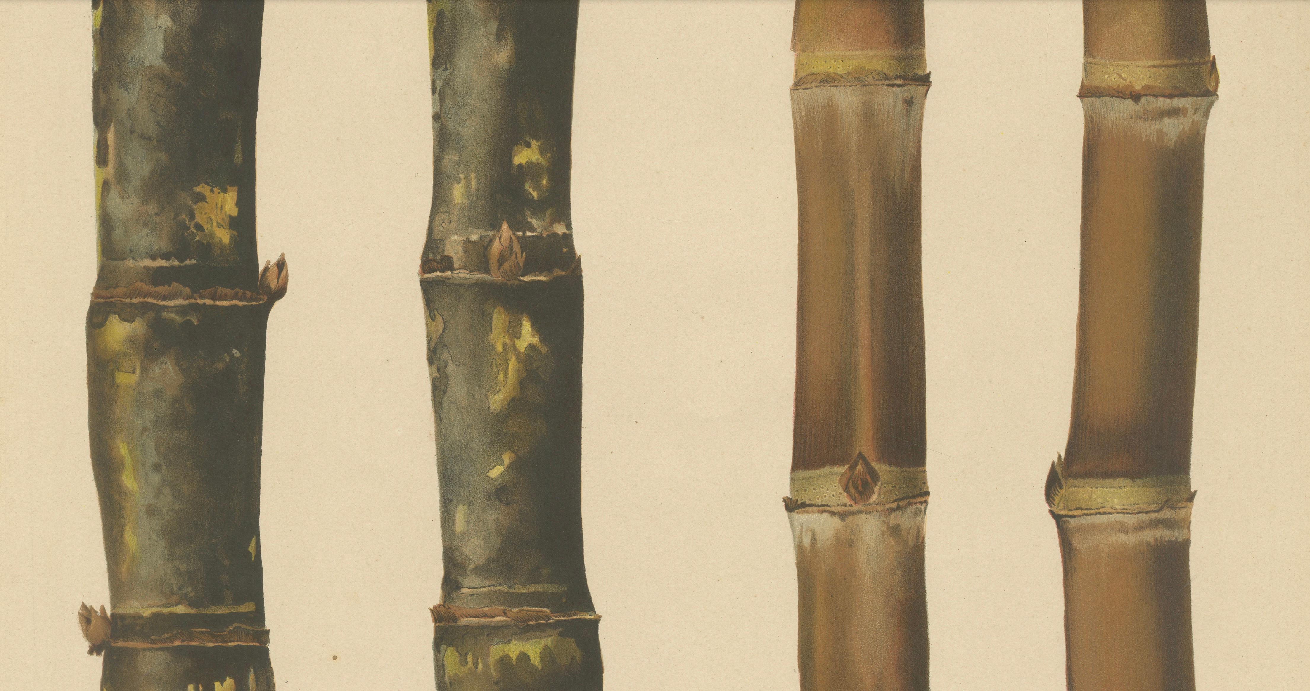 Antique Sugarcane Chromolithograph, Teboe Gadjah and Teboe Boethers, 1892