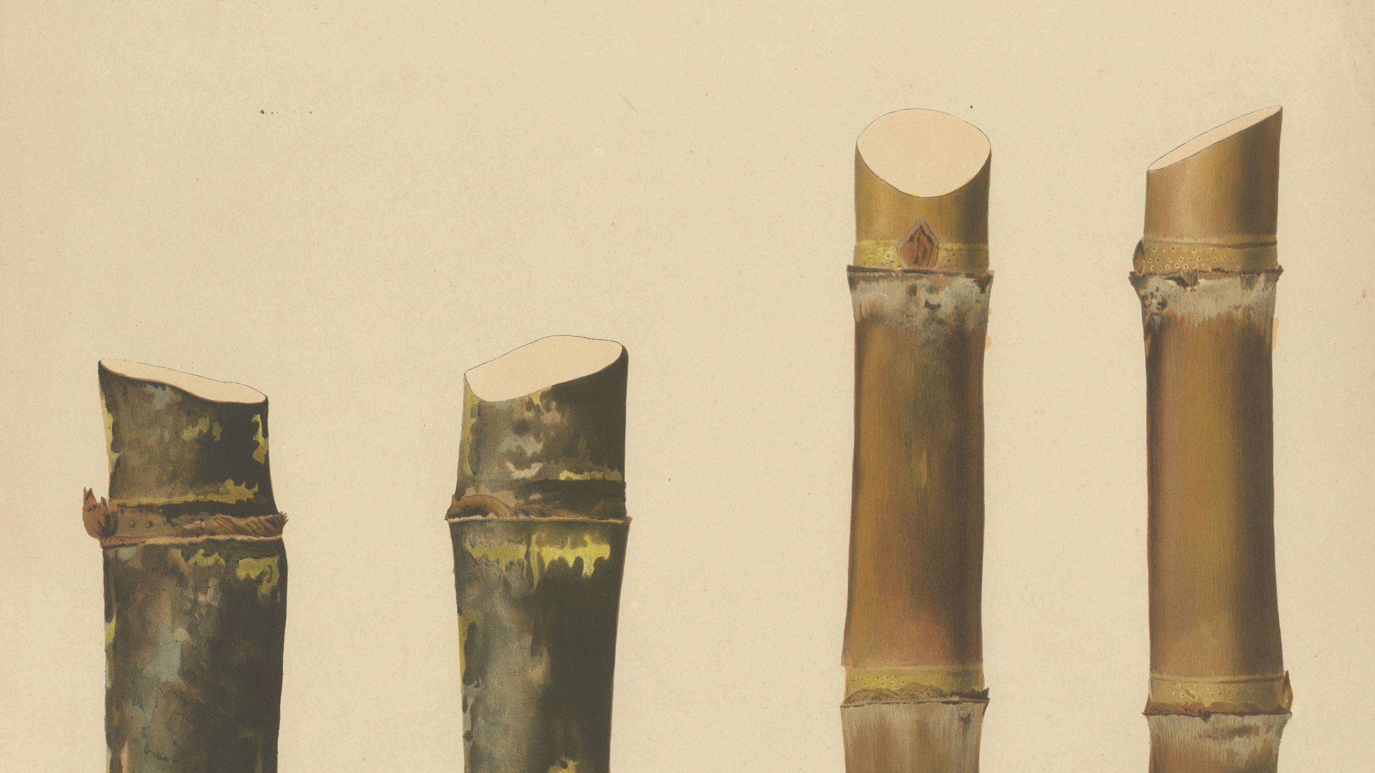 Antique Sugarcane Chromolithograph, Teboe Gadjah and Teboe Boethers, 1892