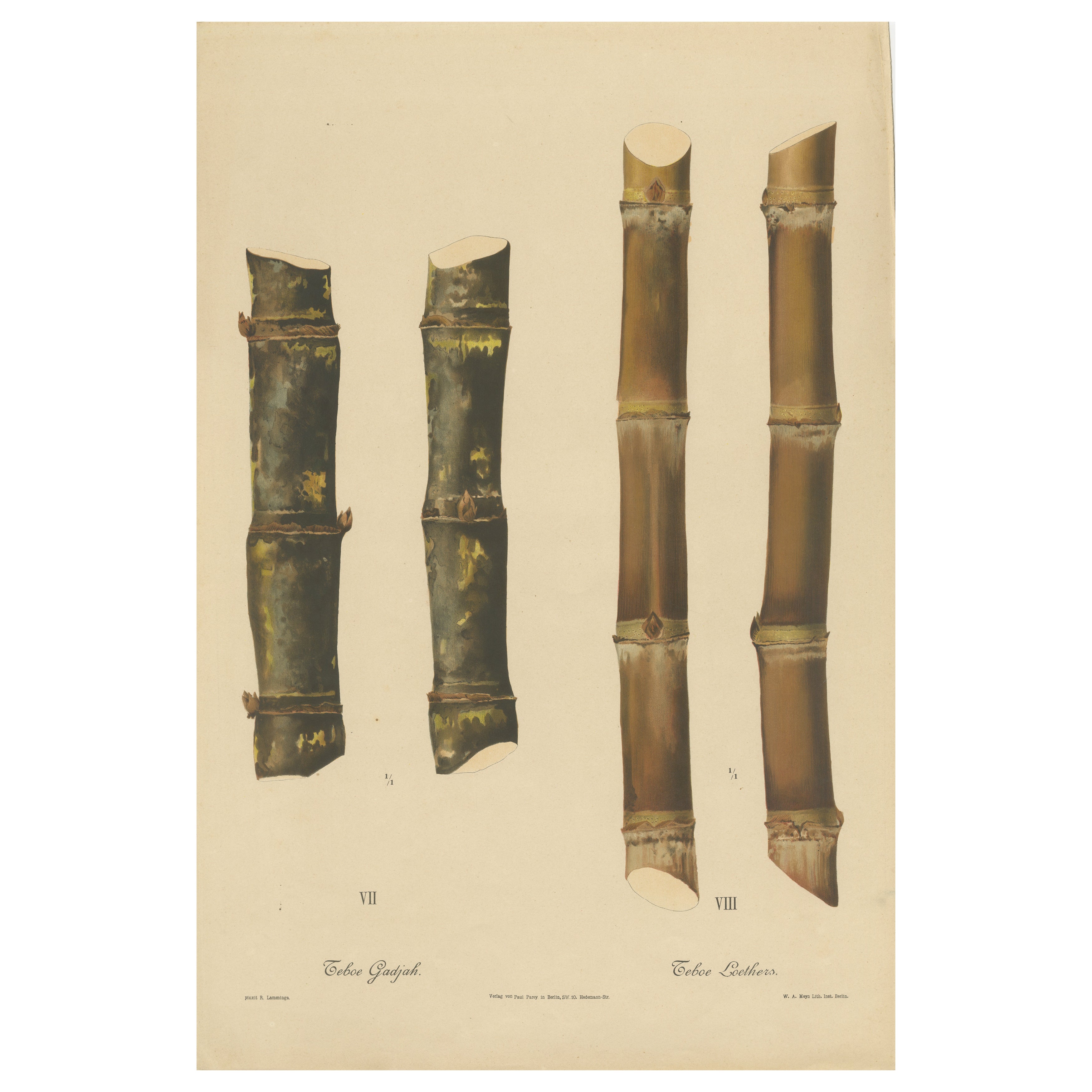 Antique Sugarcane Chromolithograph, Teboe Gadjah and Teboe Boethers, 1892
