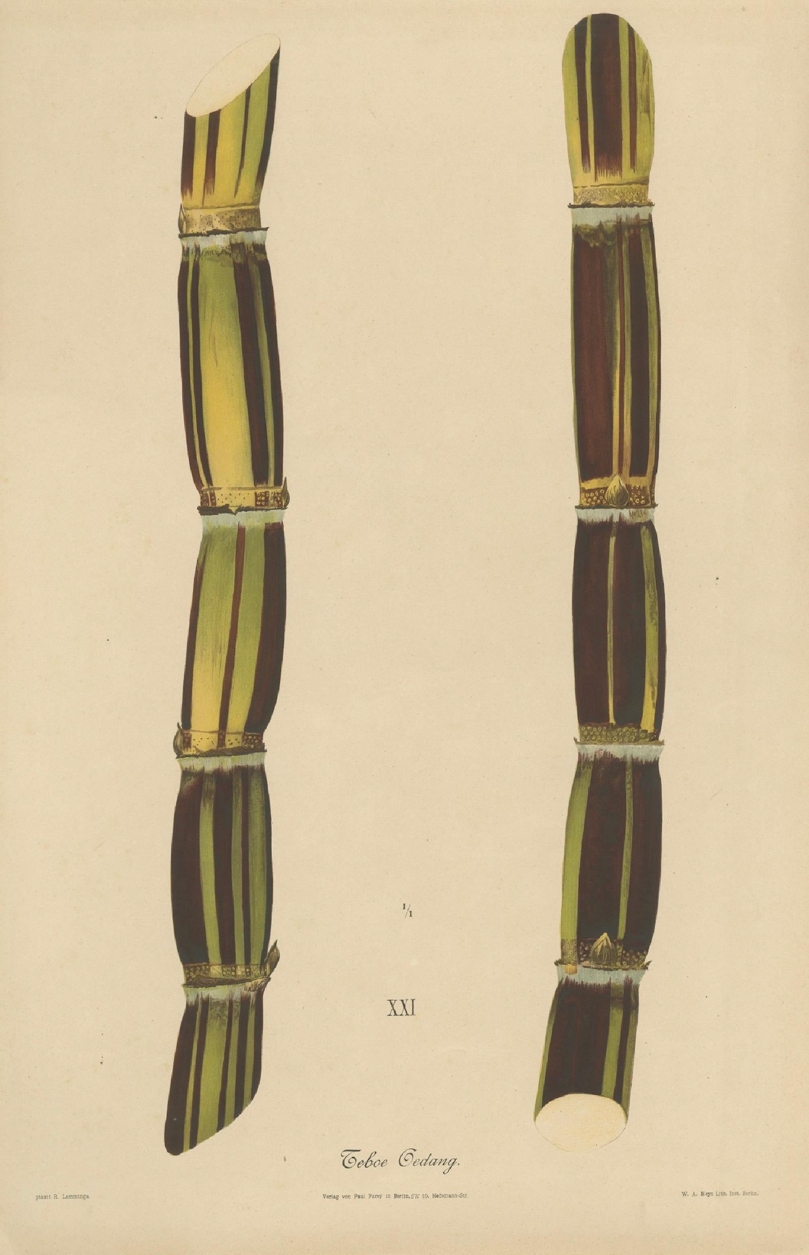 Antique Sugarcane Chromolithograph, Teboe Gedang, Java 1892