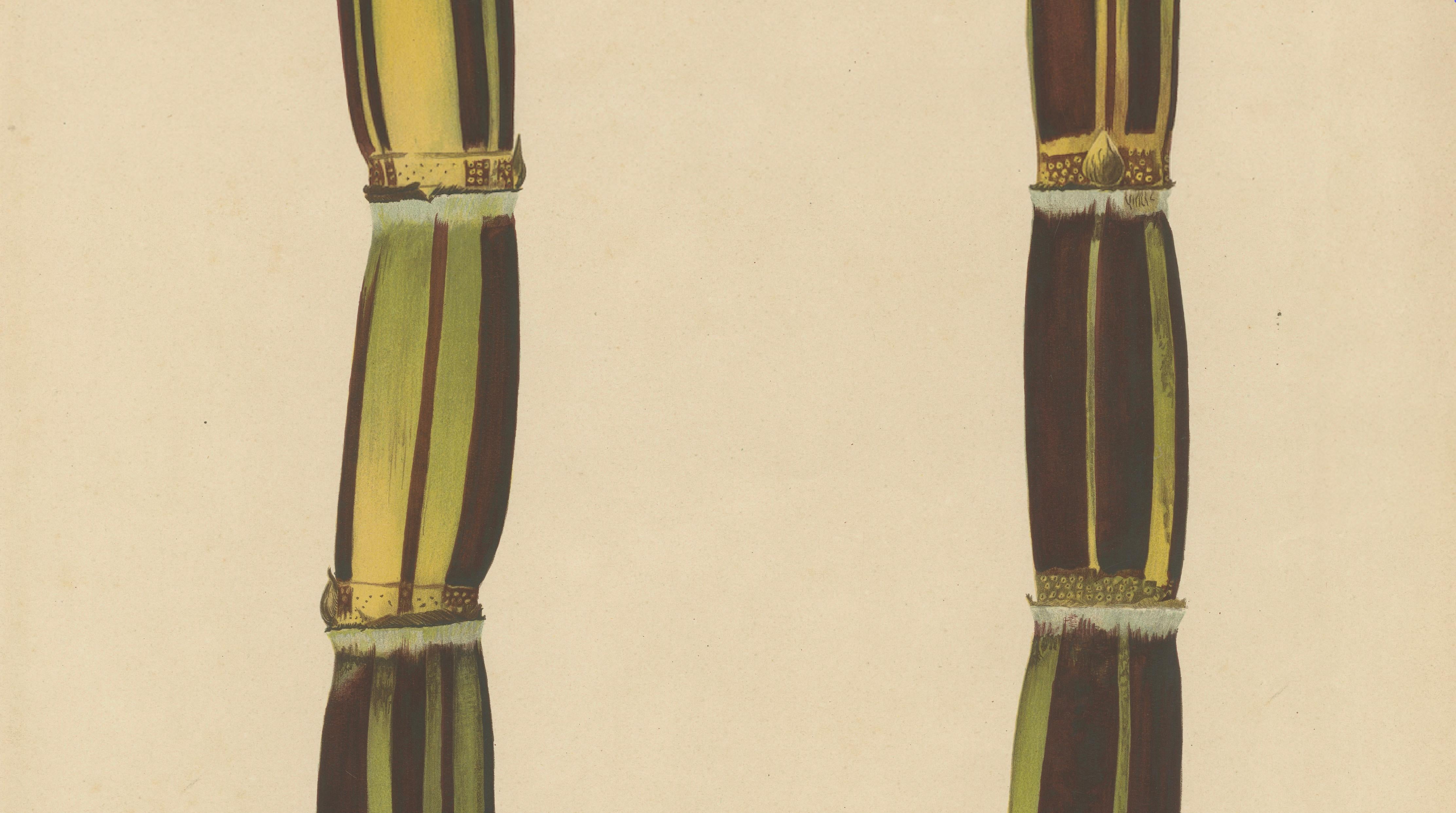 Antique Sugarcane Chromolithograph, Teboe Gedang, Java 1892