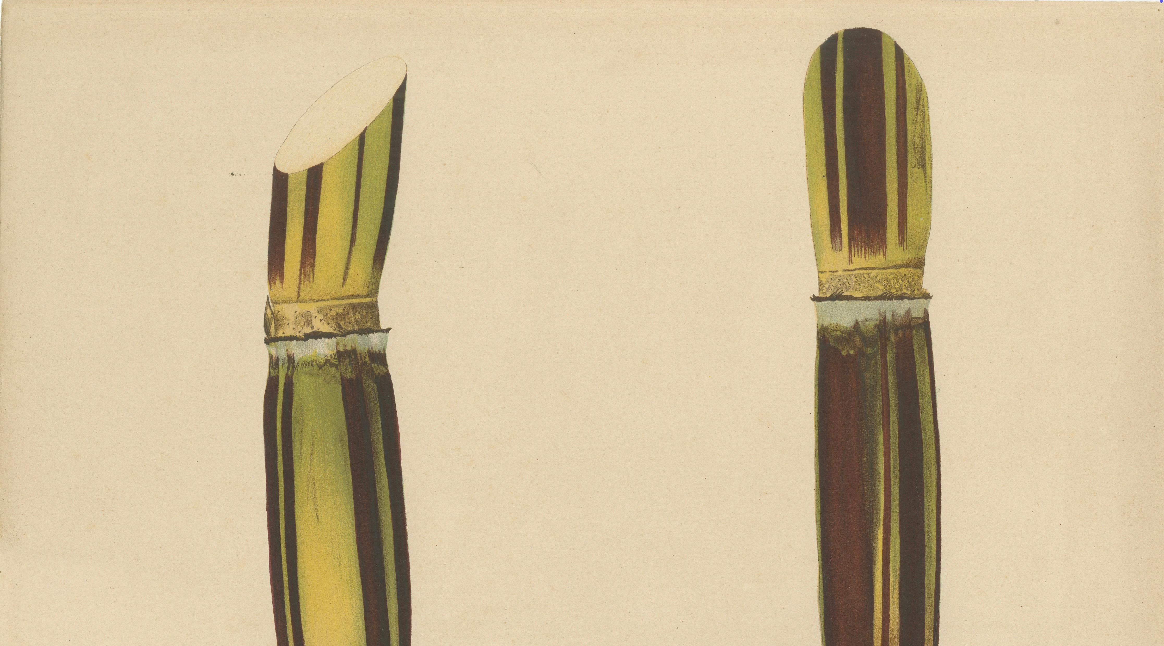 Antique Sugarcane Chromolithograph, Teboe Gedang, Java 1892