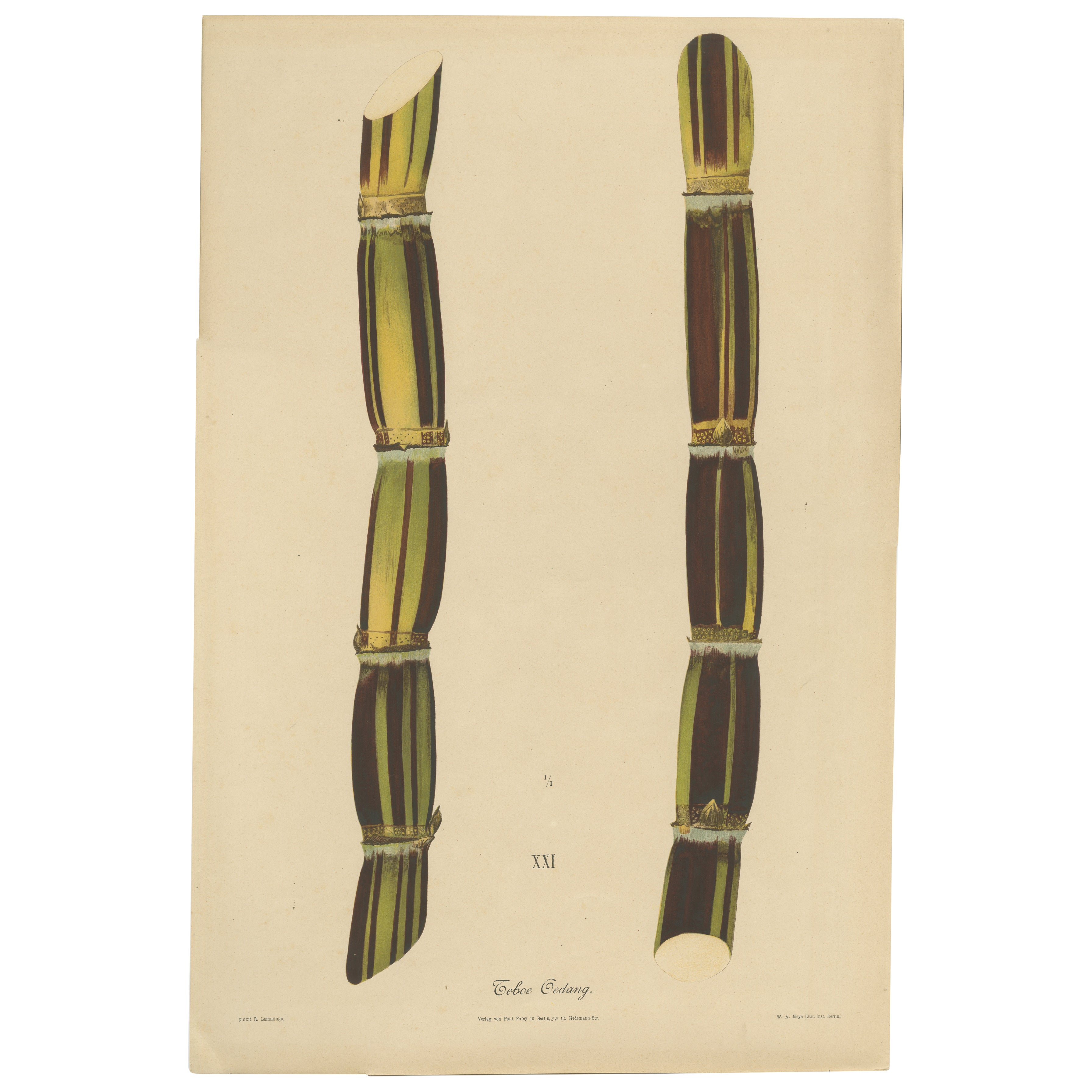 Antique Sugarcane Chromolithograph, Teboe Gedang, Java 1892