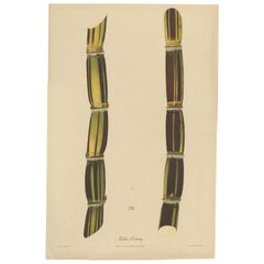 Antique Sugarcane Chromolithograph, Teboe Gedang, Java 1892