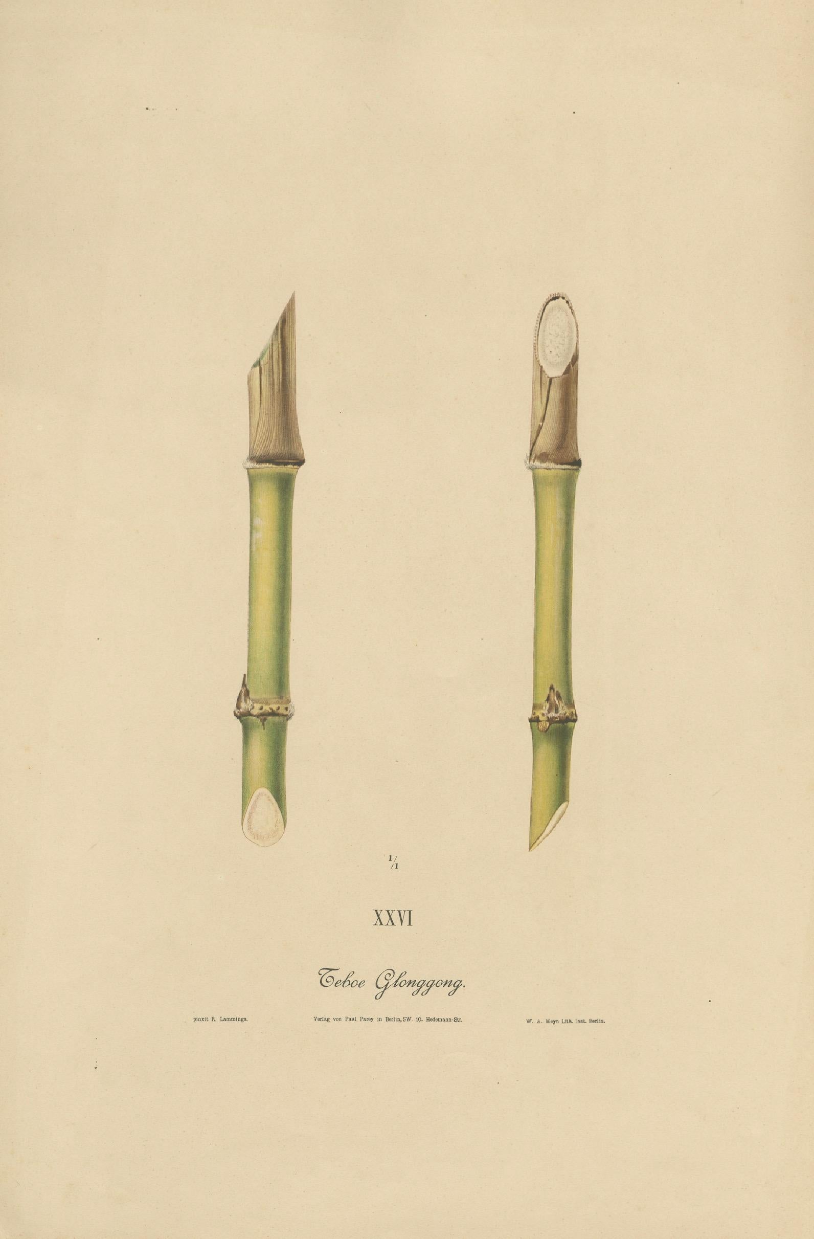Antique Sugarcane Chromolithograph, Teboe Glonggong, Java 1892