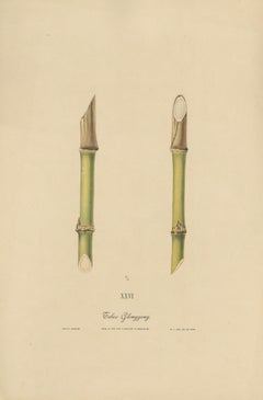 Antike Zuckerrohr-Chromolithographie, Teboe Glonggong, Java 1892
