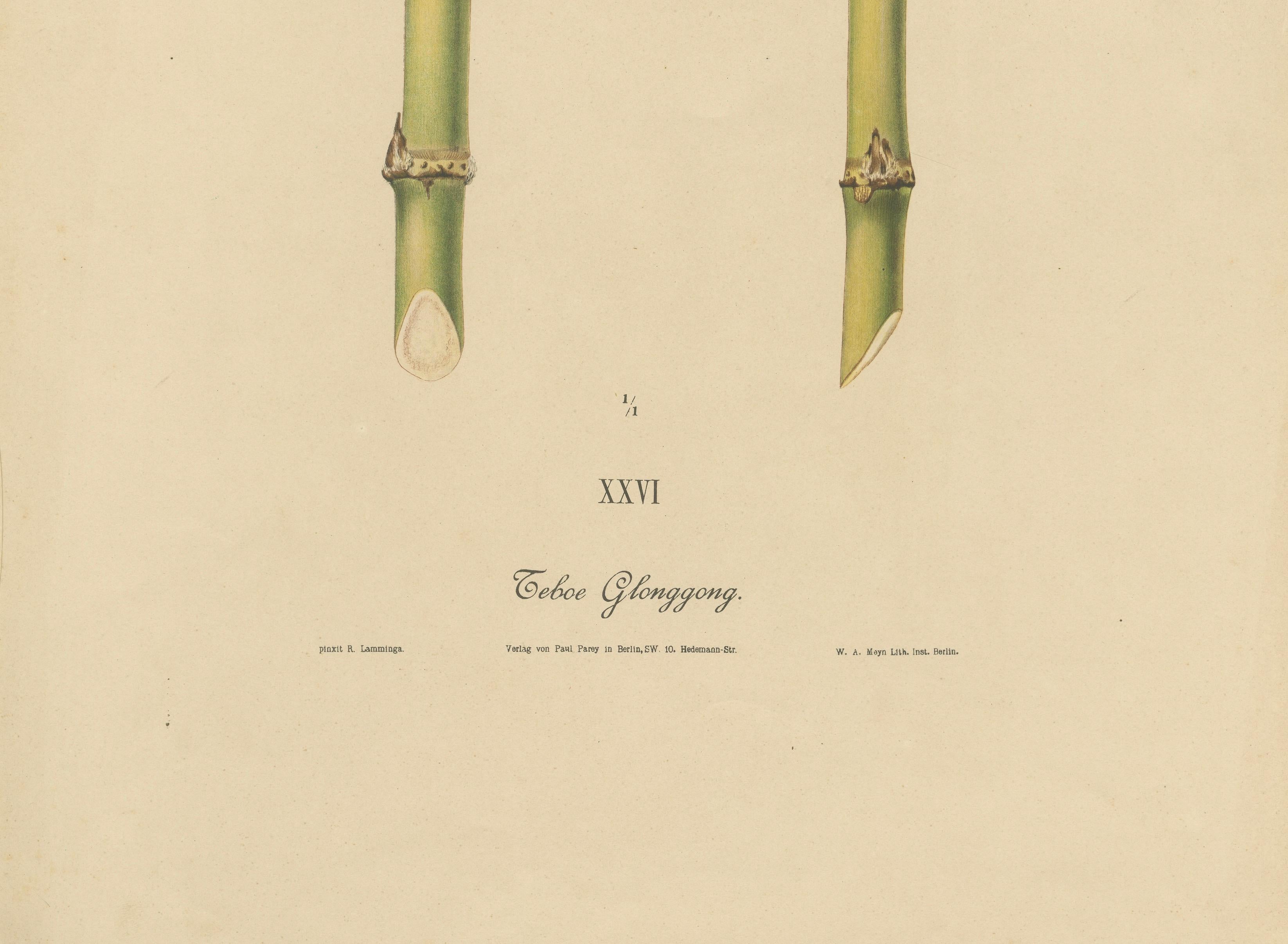 Antique Sugarcane Chromolithograph, Teboe Glonggong, Java 1892