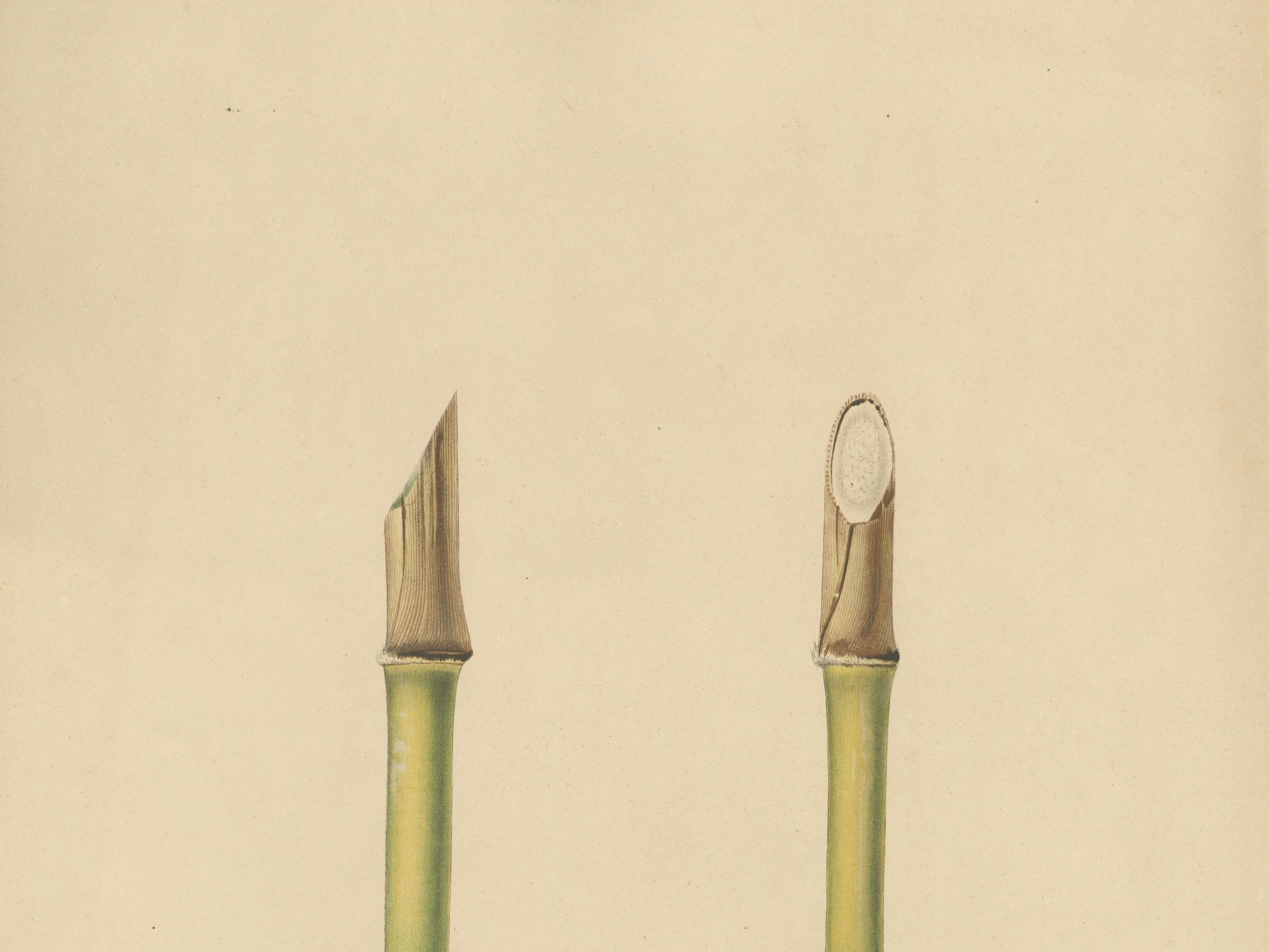 Antique Sugarcane Chromolithograph, Teboe Glonggong, Java 1892