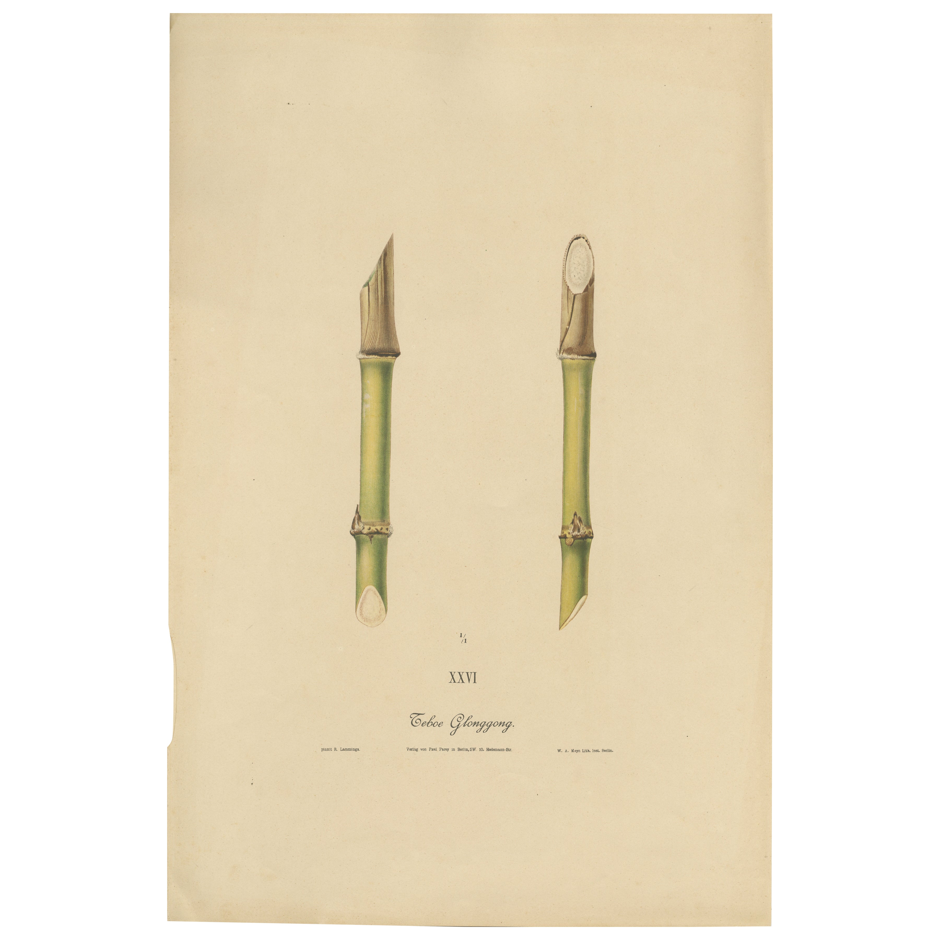 Antique Sugarcane Chromolithograph, Teboe Glonggong, Java 1892