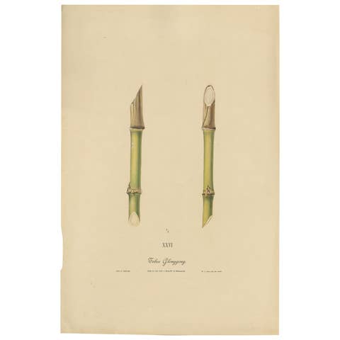 Antique Sugarcane Chromolithograph, Teboe Glonggong, Java 1892