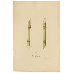 Antique Sugarcane Chromolithograph, Teboe Glonggong, Java 1892
