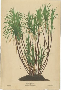 Antique Sugarcane Chromolithograph, Teboe Goela Java, Meyn after Soltwedel 1892