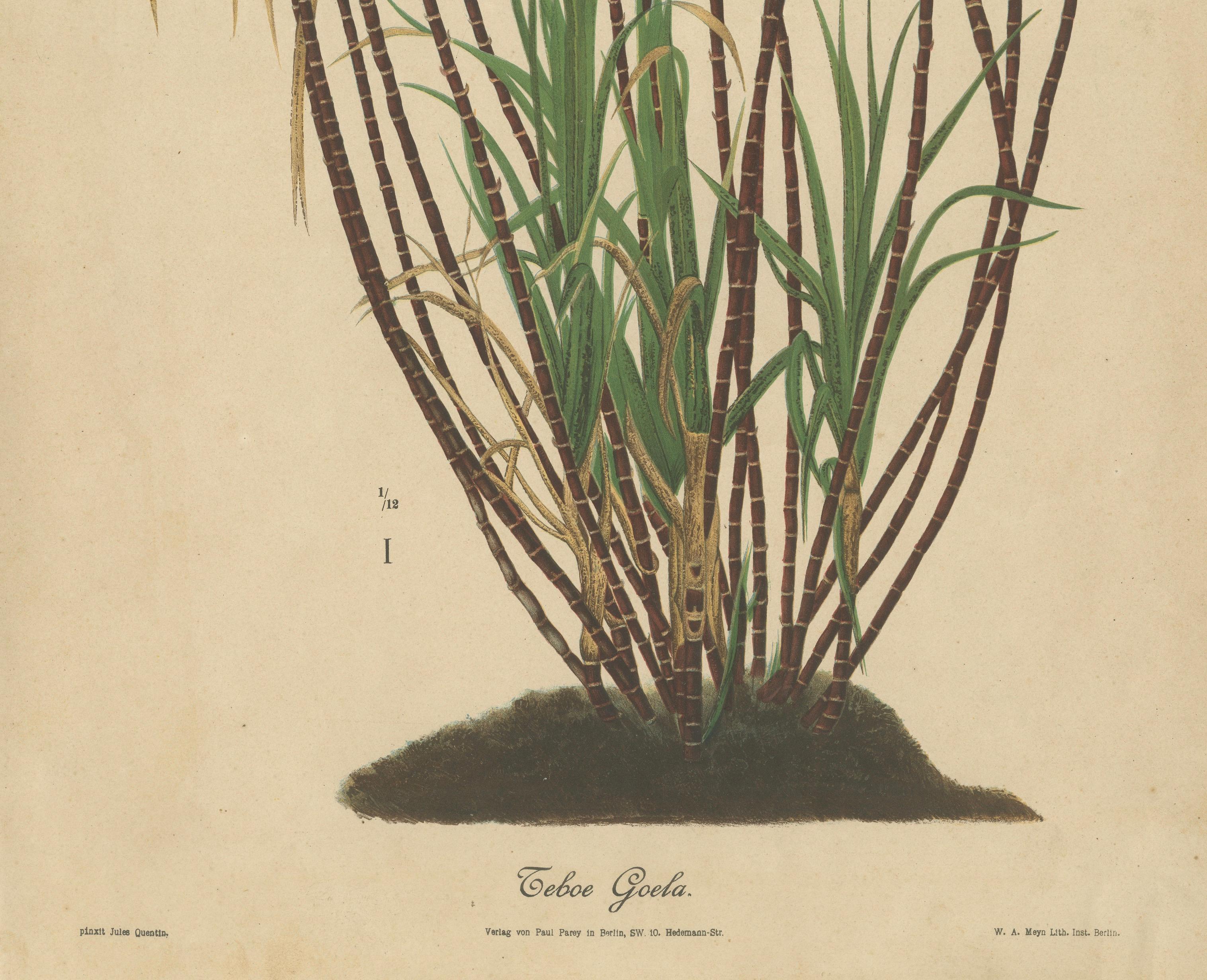 Antique Sugarcane Chromolithograph, Teboe Goela Java, Meyn after Soltwedel 1892