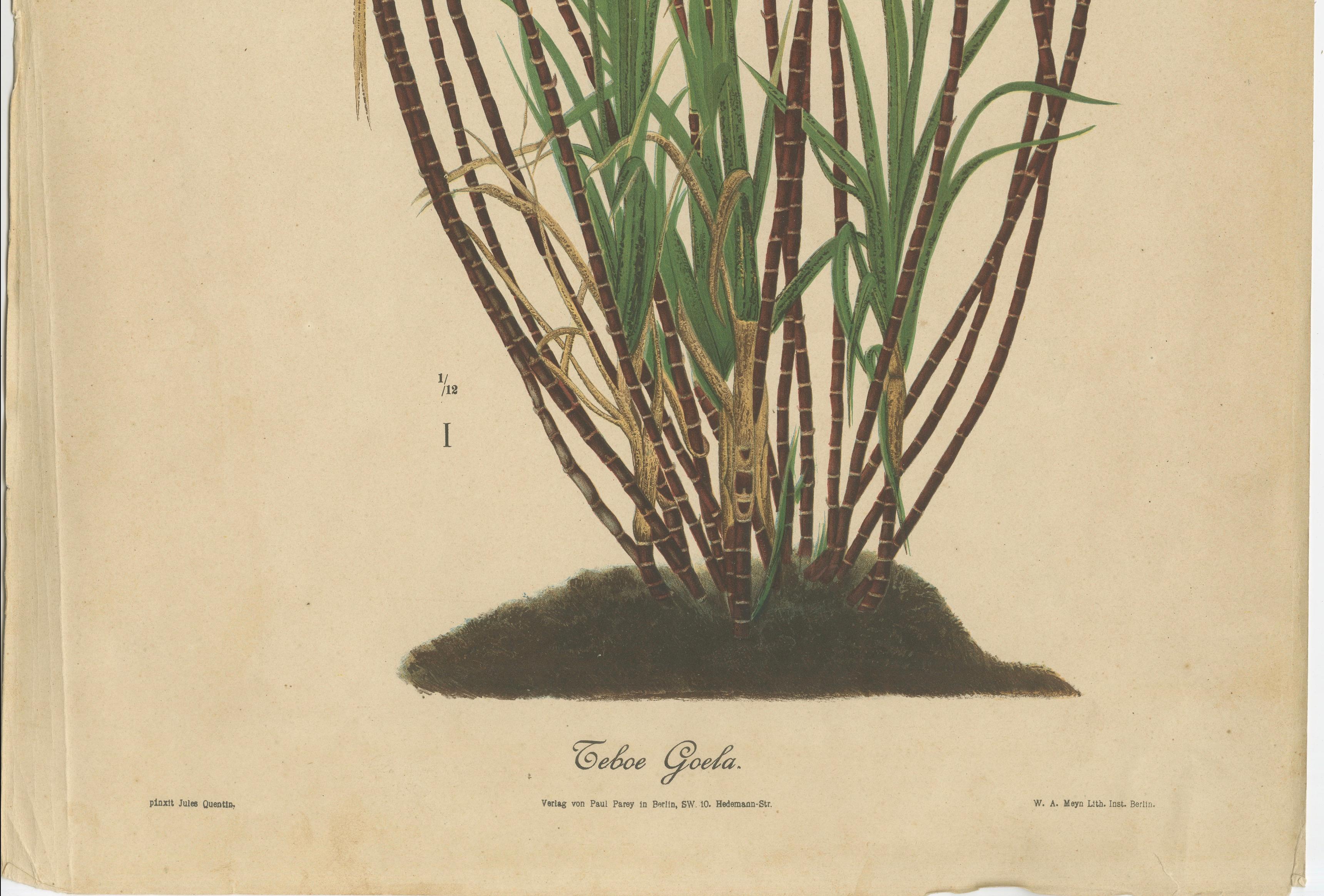 Antique Sugarcane Chromolithograph, Teboe Goela Java, Meyn after Soltwedel 1892