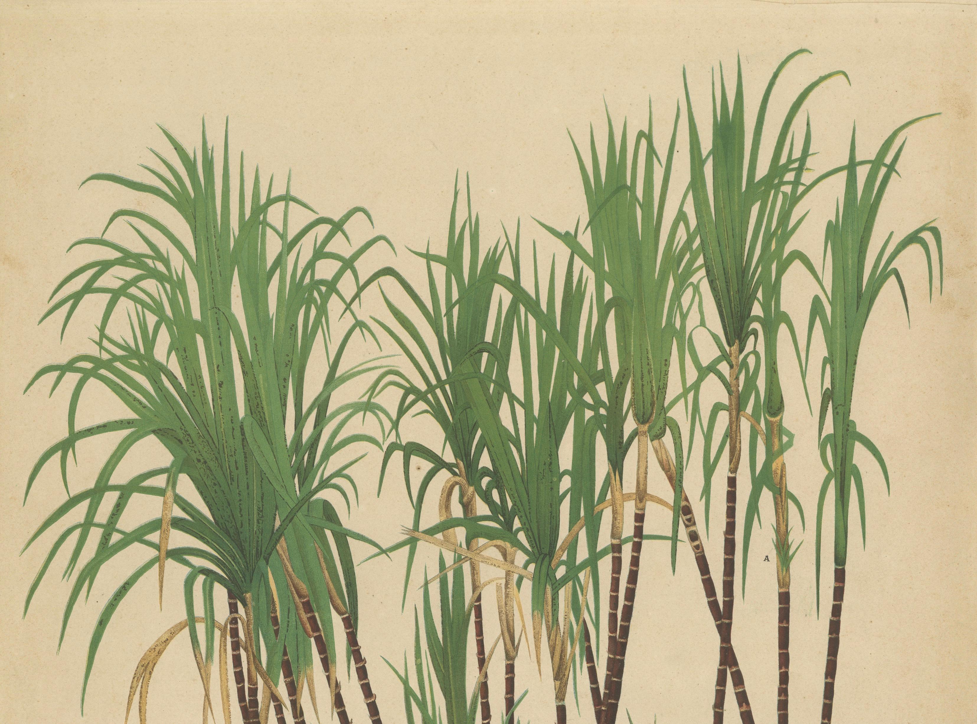 Antique Sugarcane Chromolithograph, Teboe Goela Java, Meyn after Soltwedel 1892