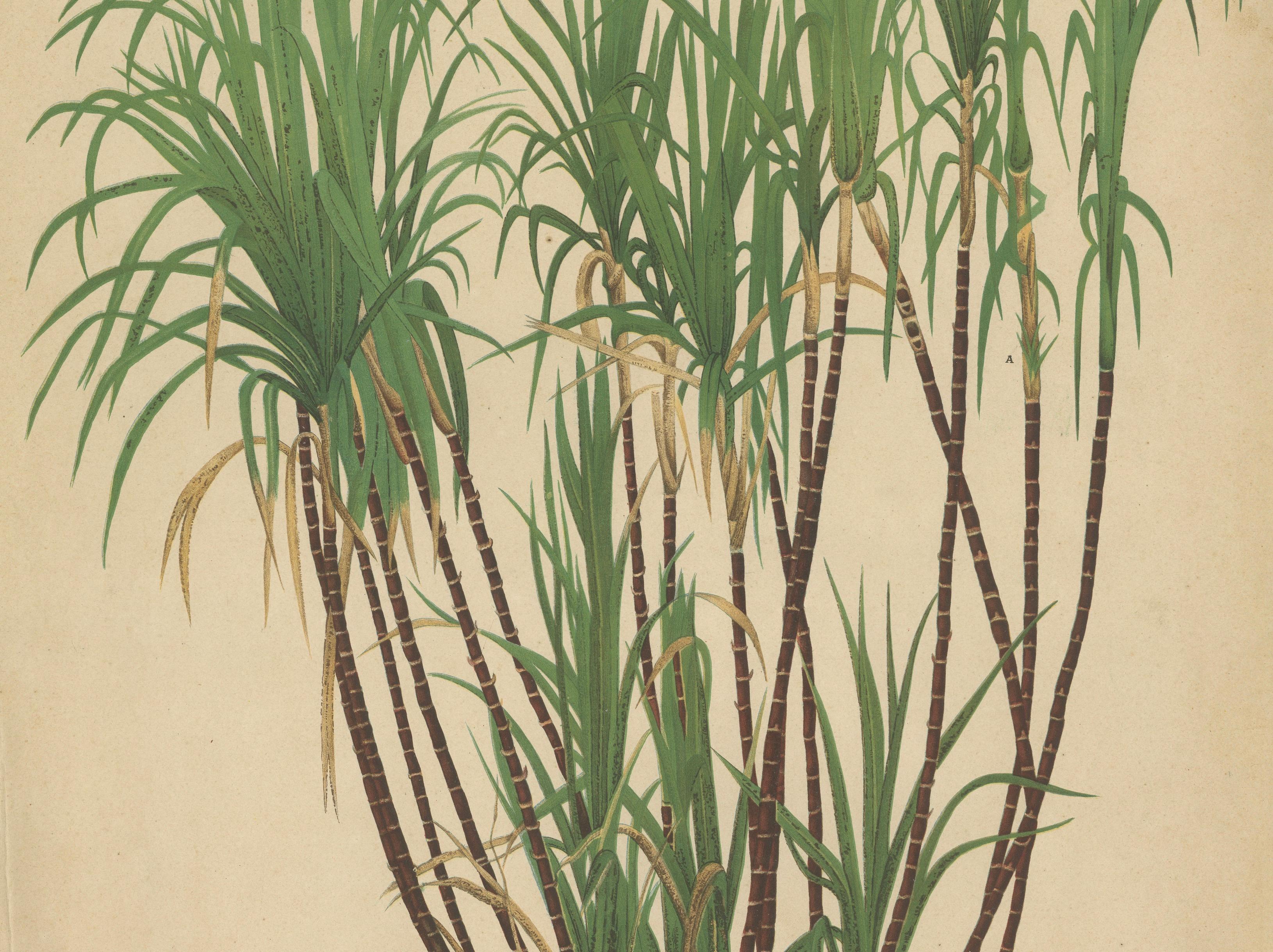 Antique Sugarcane Chromolithograph, Teboe Goela Java, Meyn after Soltwedel 1892