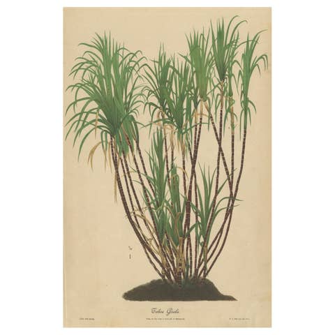 Antique Sugarcane Chromolithograph, Teboe Goela Java, Meyn after Soltwedel 1892
