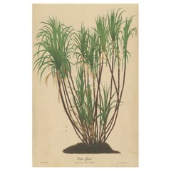 Antique Sugarcane Chromolithograph, Teboe Goela Java, Meyn after Soltwedel 1892