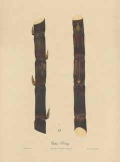 Antique Sugarcane Chromolithograph, Teboe Keong, Java 1892