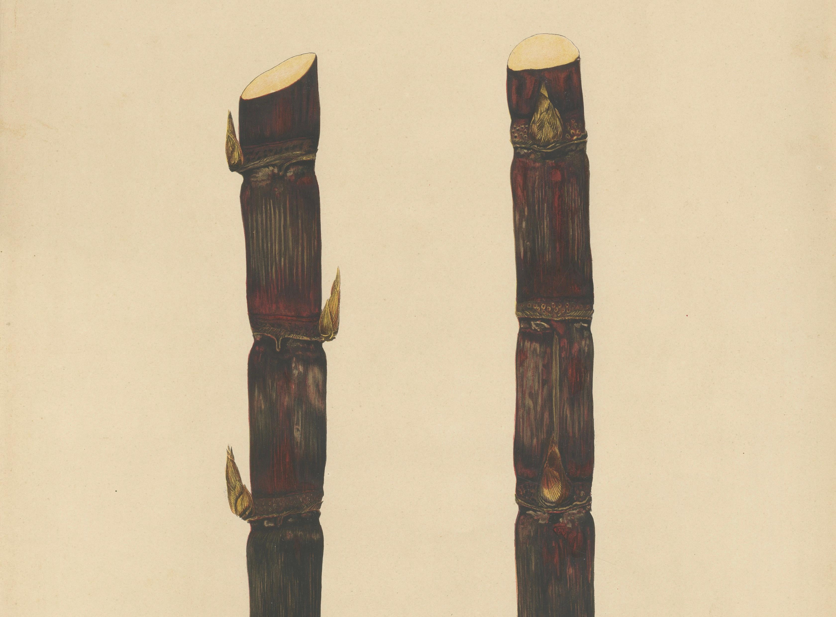 Antique Sugarcane Chromolithograph, Teboe Keong, Java 1892