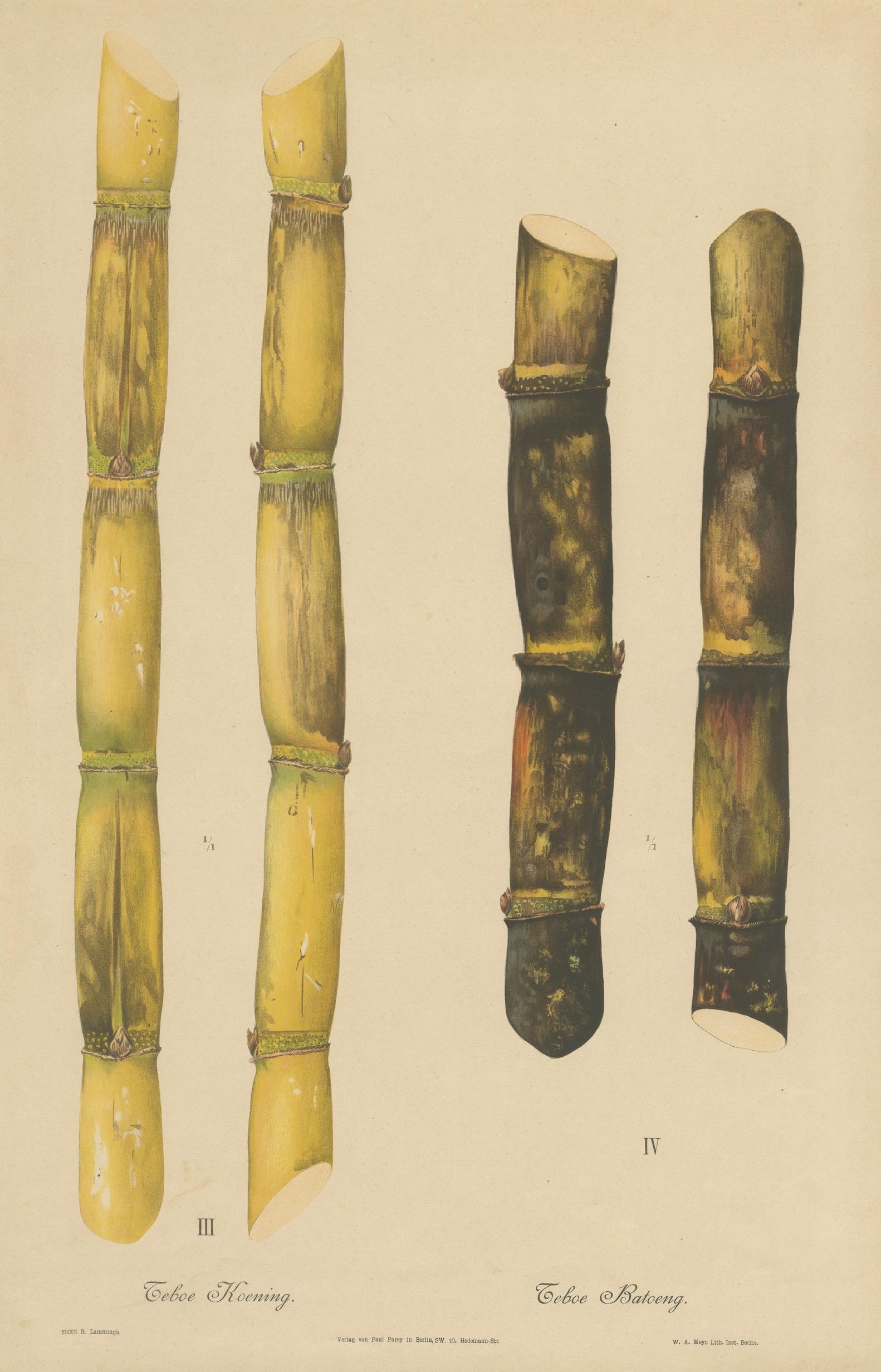 Antique Sugarcane Chromolithograph, Teboe Koening and Teboe Batoeng, Java 1892