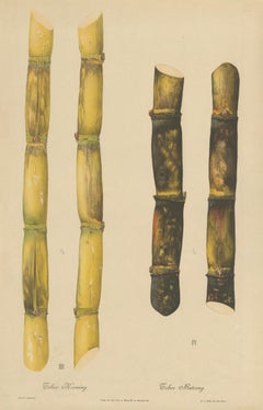 Antique Sugarcane Chromolithograph, Teboe Koening and Teboe Batoeng, Java 1892