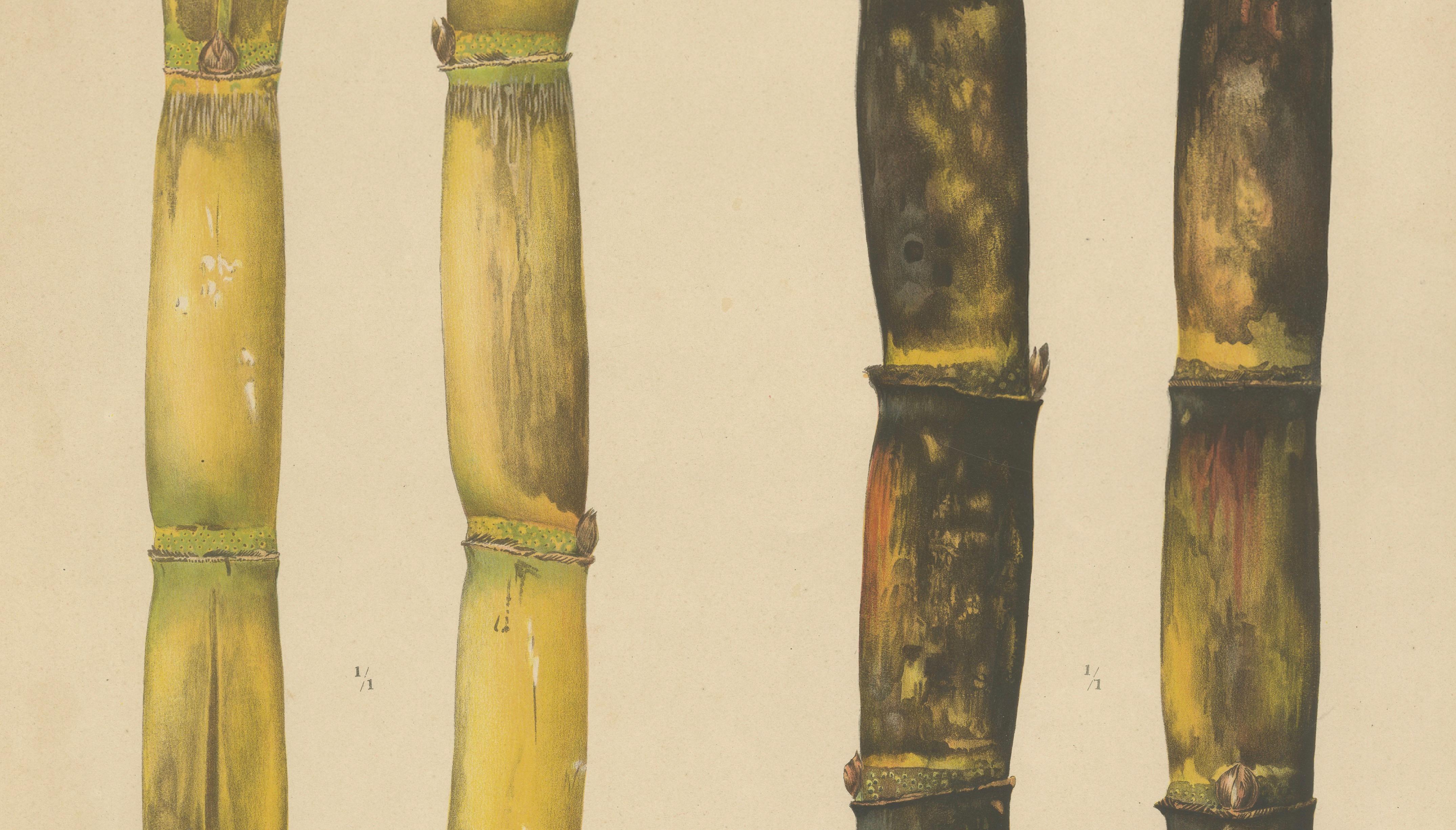 Antique Sugarcane Chromolithograph, Teboe Koening and Teboe Batoeng, Java 1892