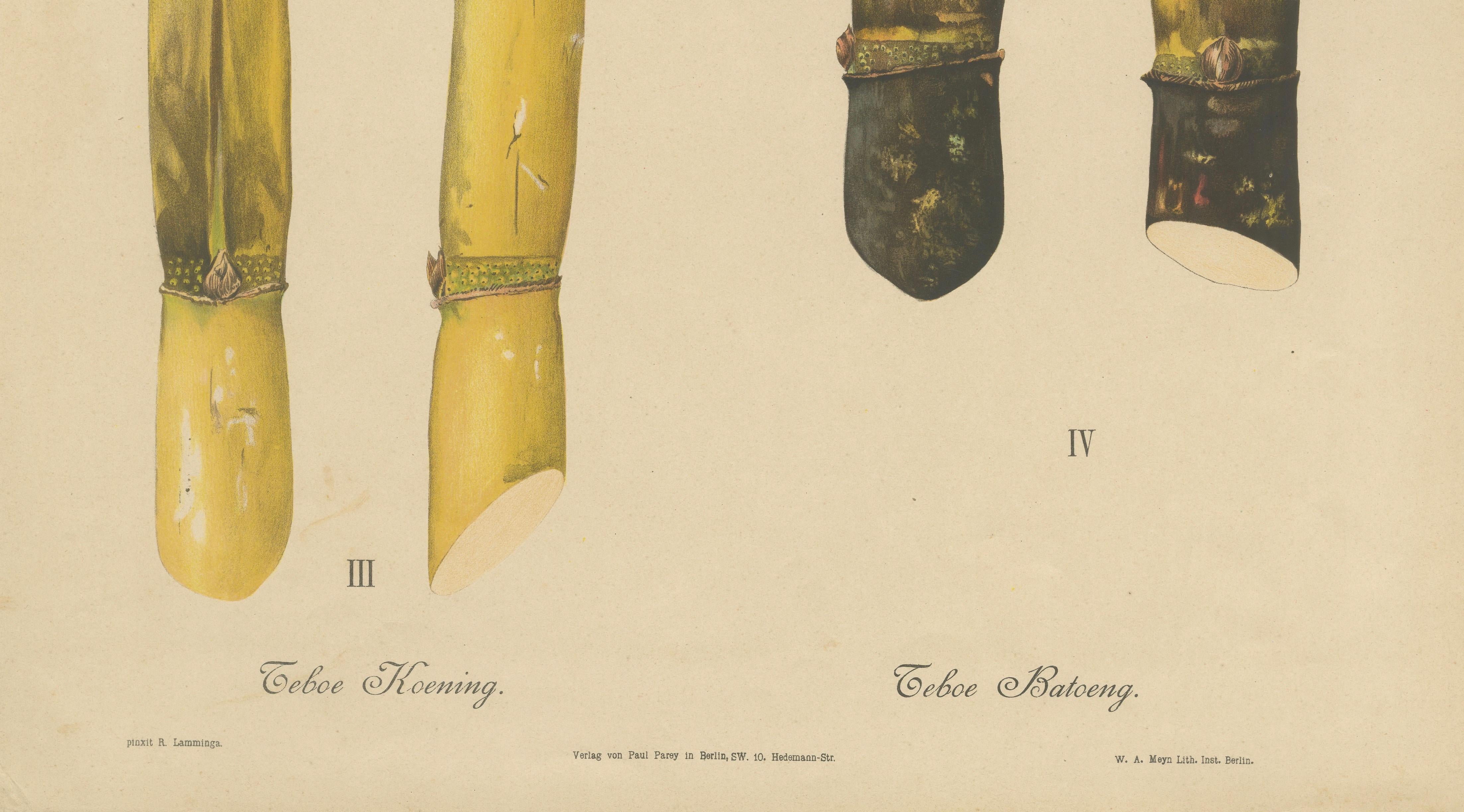 Antique Sugarcane Chromolithograph, Teboe Koening and Teboe Batoeng, Java 1892