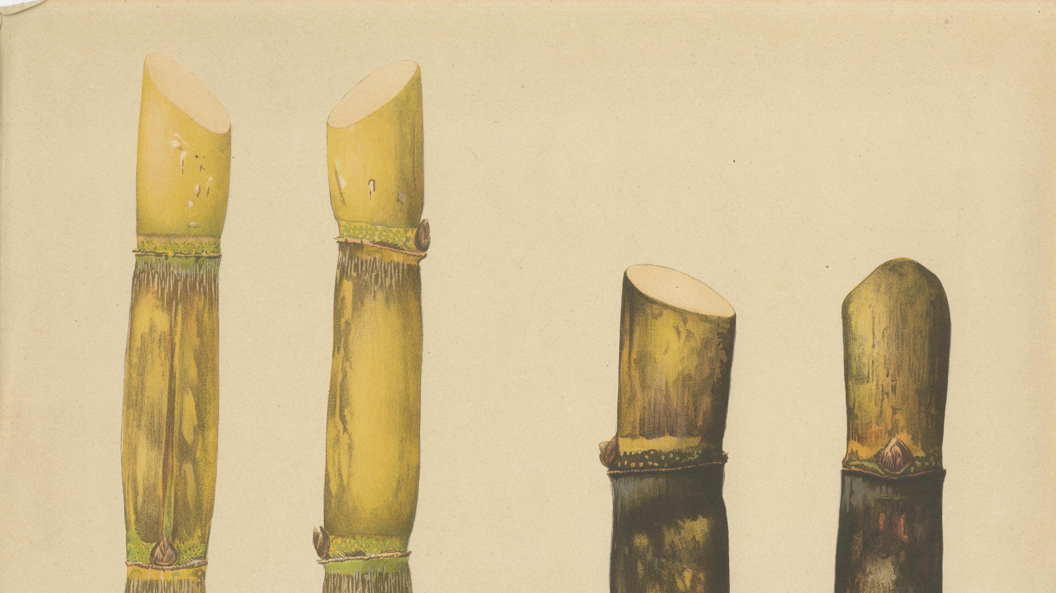 Antique Sugarcane Chromolithograph, Teboe Koening and Teboe Batoeng, Java 1892