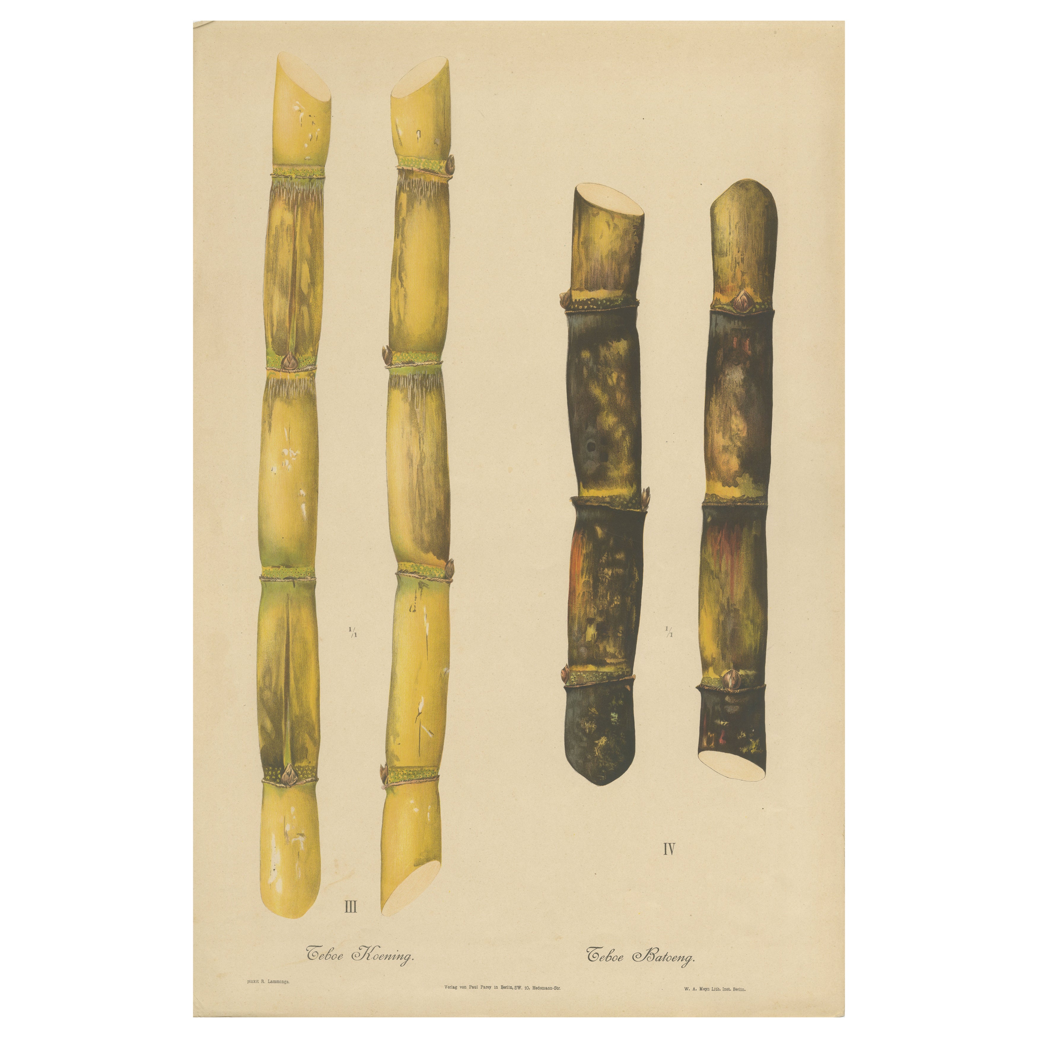 Antique Sugarcane Chromolithograph, Teboe Koening and Teboe Batoeng, Java 1892